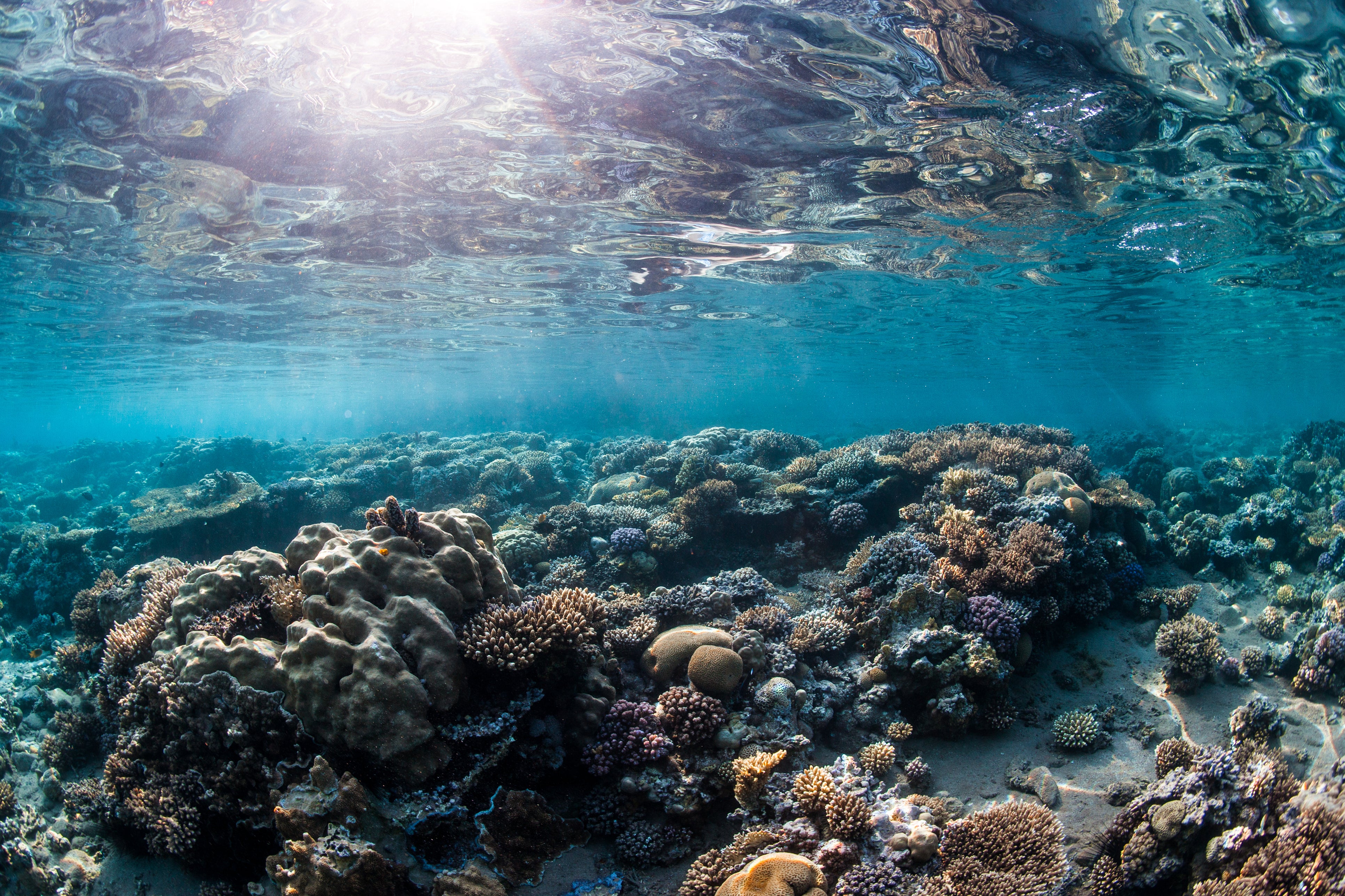 The Red Sea is home to some of the most beautiful coral in the world