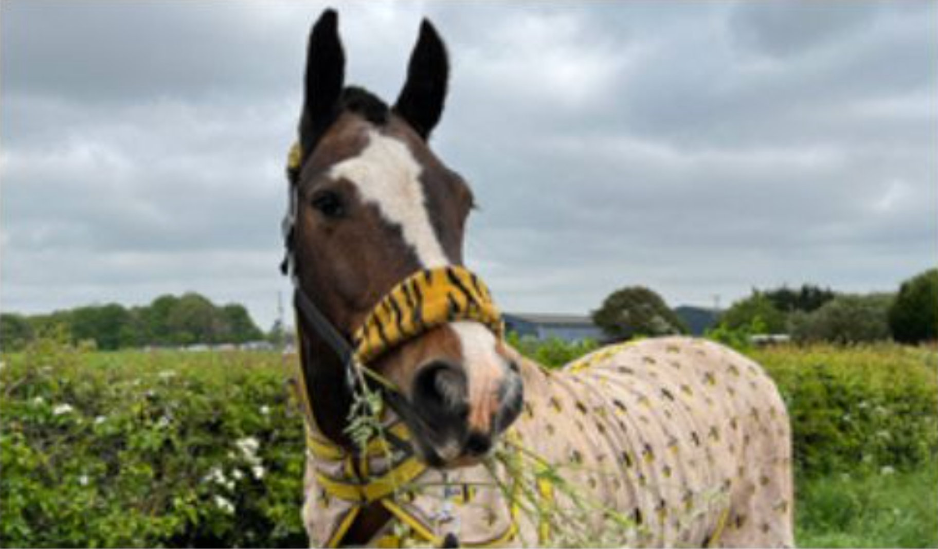 Alfie, a 16-year-old cob, was found with ‘sickening’ wounds