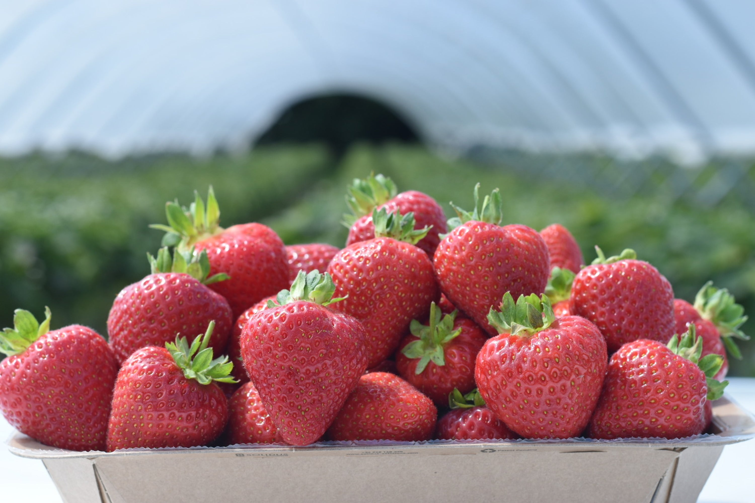 Strawberries at Mansfield Farms in Kent