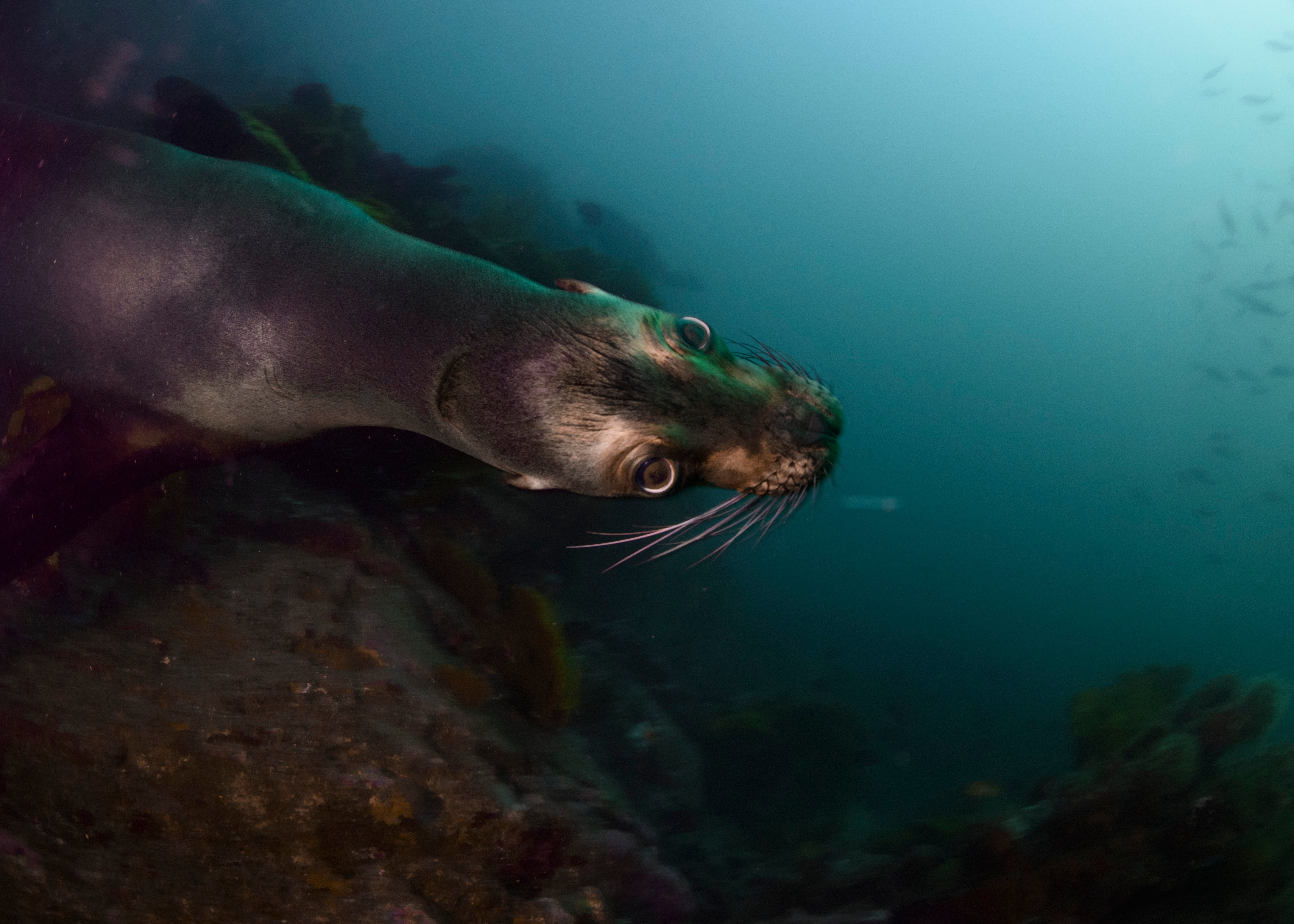 A Galapagos sea lion swims around the rocky reef off of Isabela Island, Ecuador in the Galapagos on Saturday, June 8