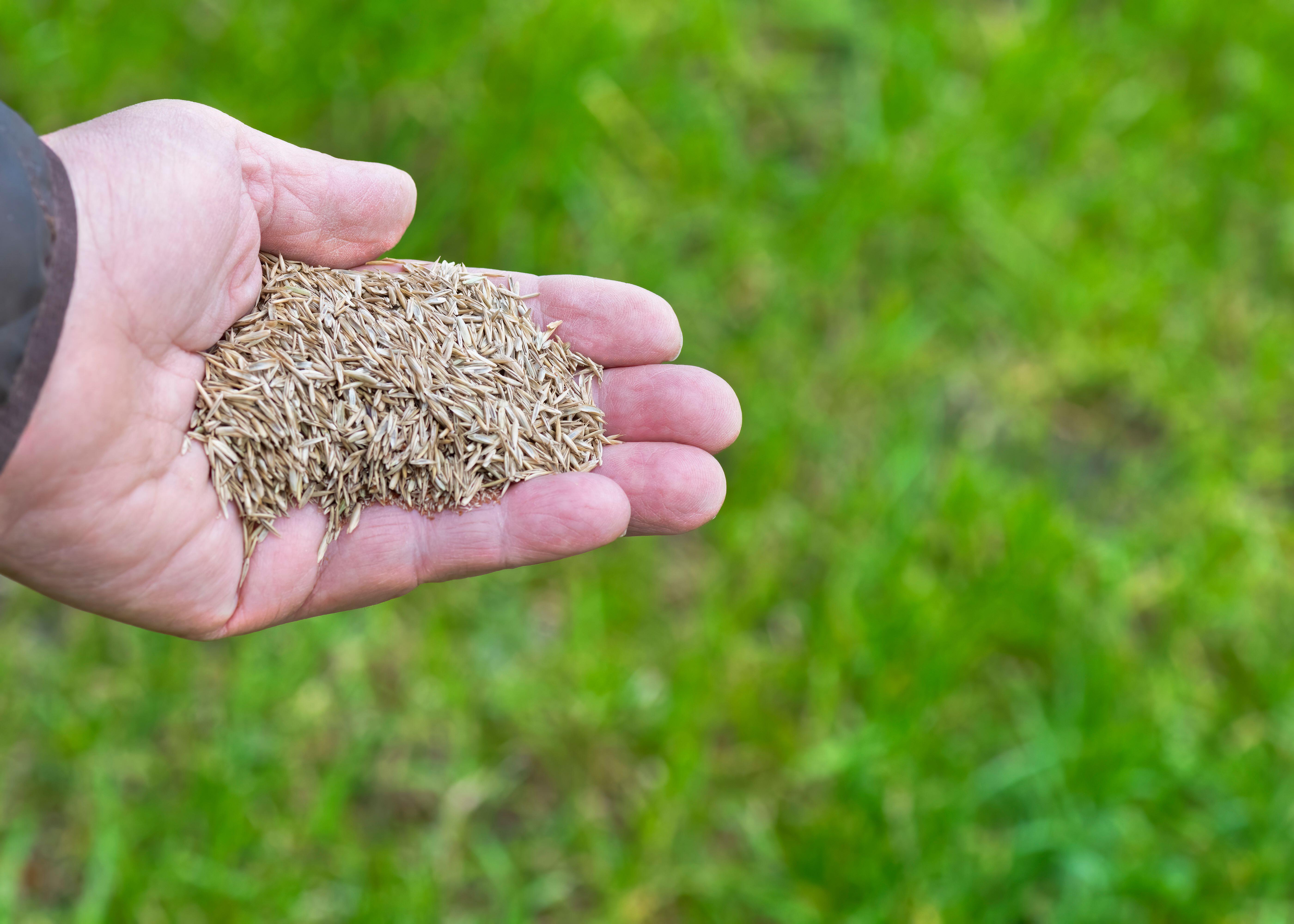 Lawn seed for reseeding