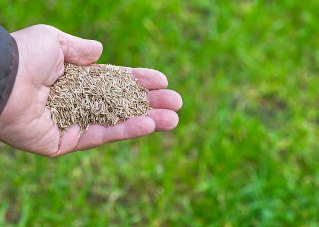 <p>Lawn seed for reseeding</p>