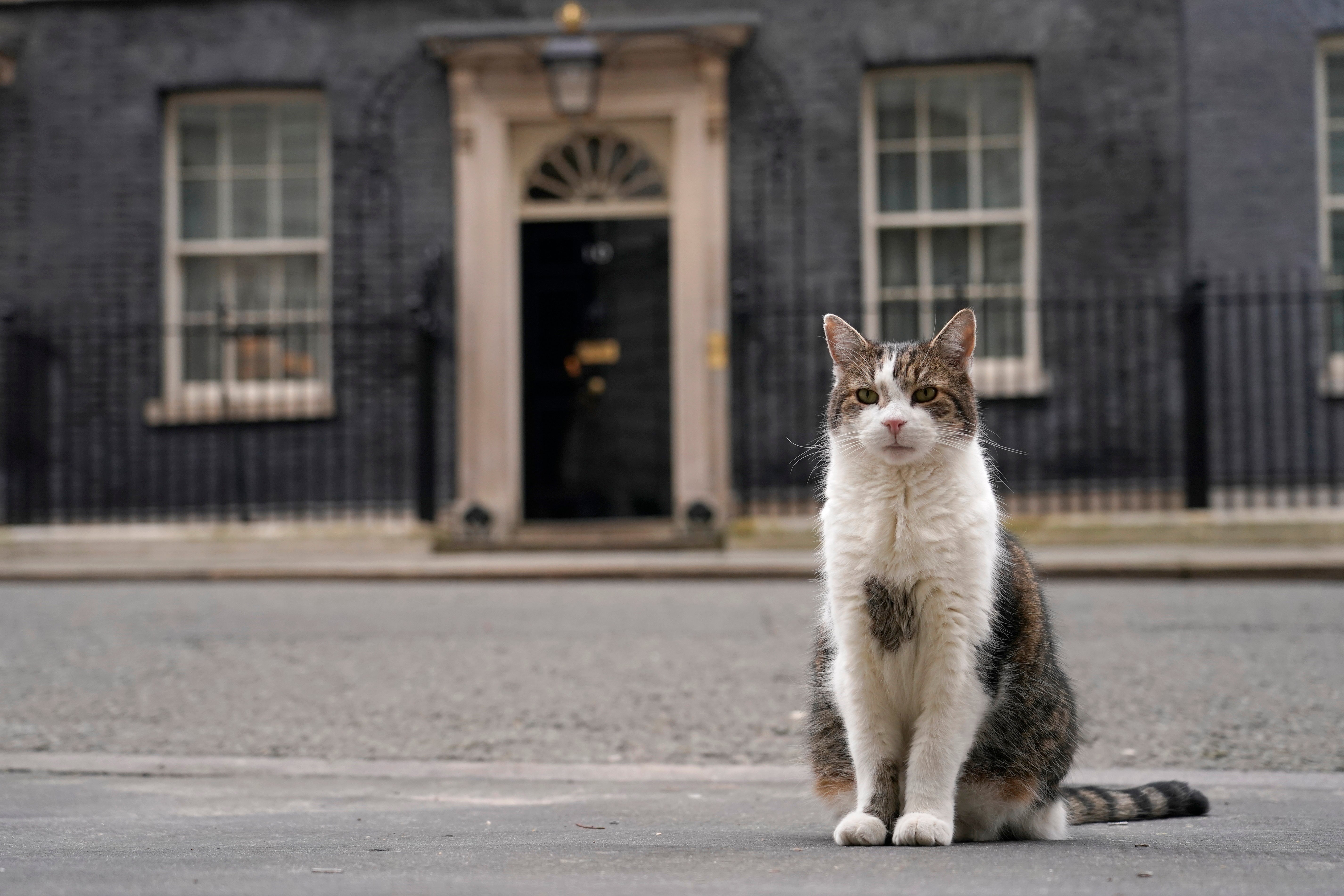 Larry the cat is often seen outside the door to Number 10 during major political events and news broadcasts