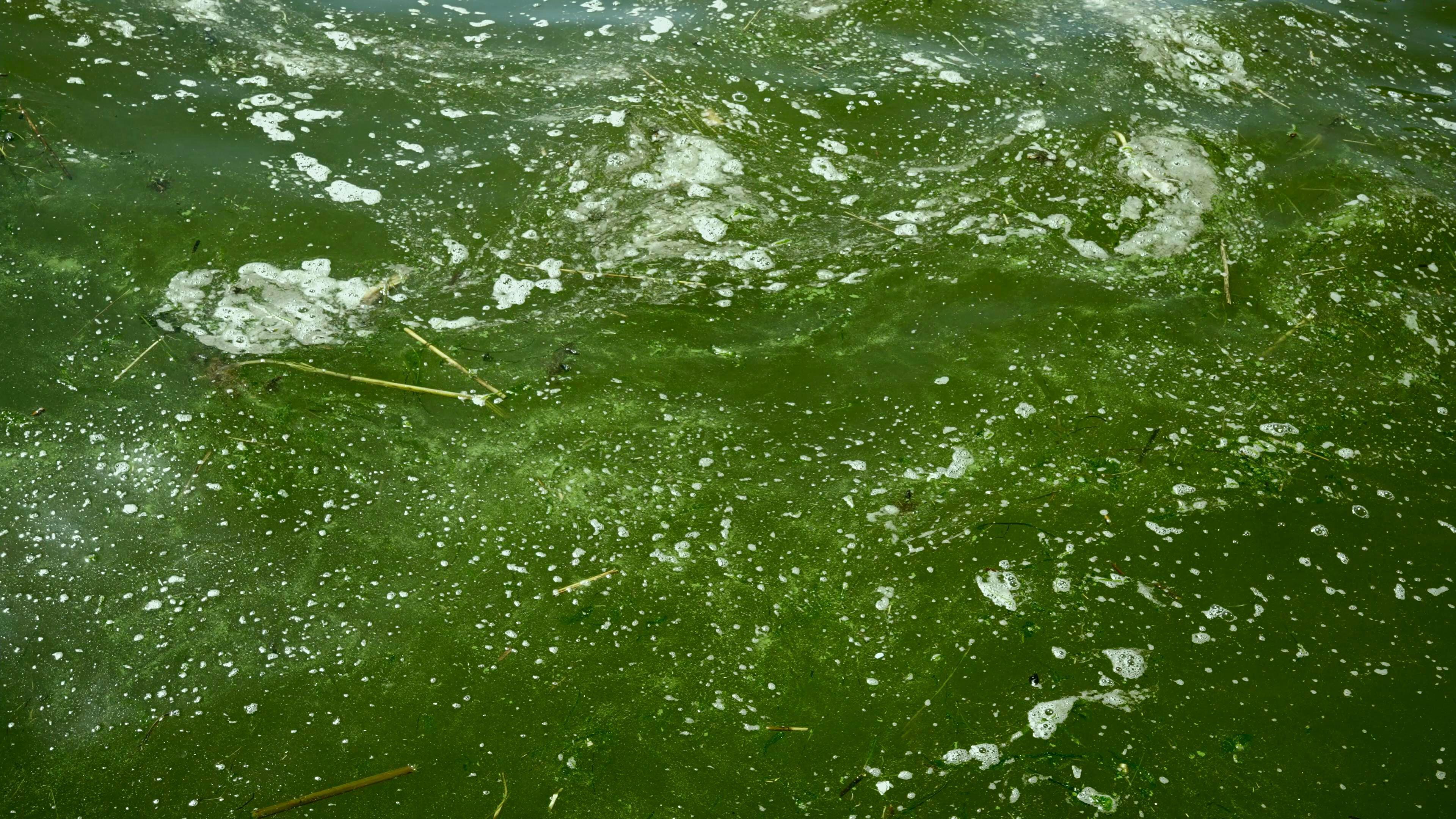 Blue-green algae blooms in the river (Alamy/PA)