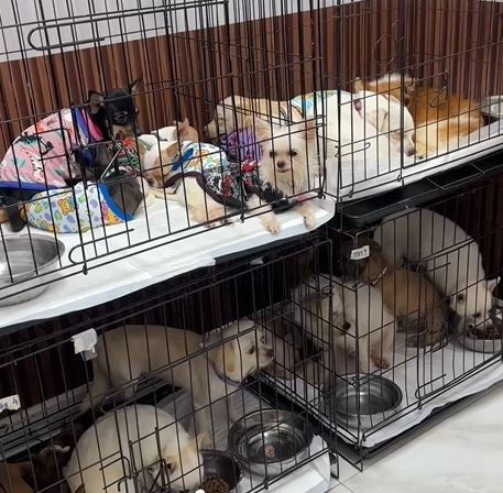 Some of the dogs rescued from the locked house in Bangkok