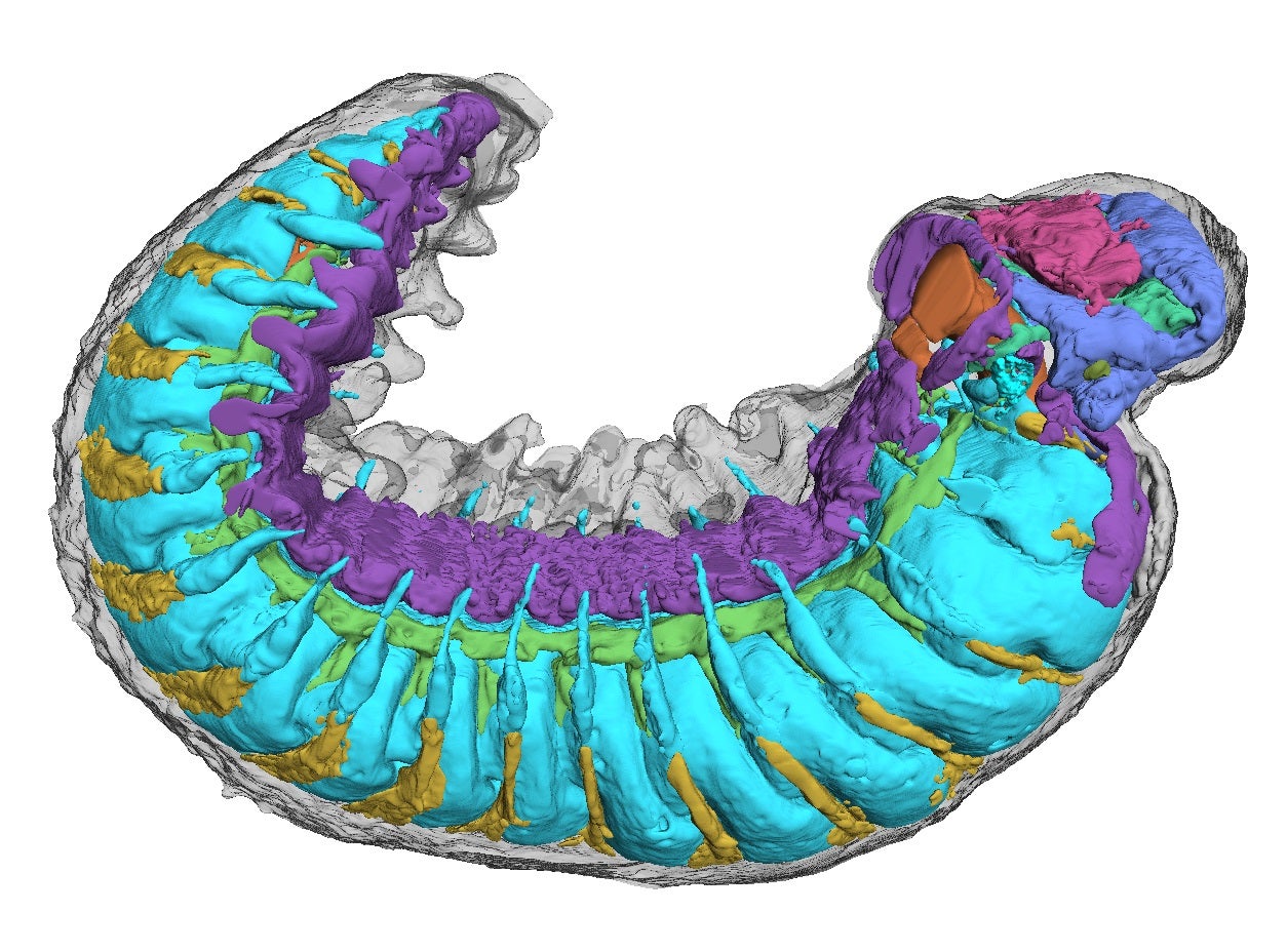 A side-on view of Youti yuanshi, an ancient larvae that lived around half a billion years ago