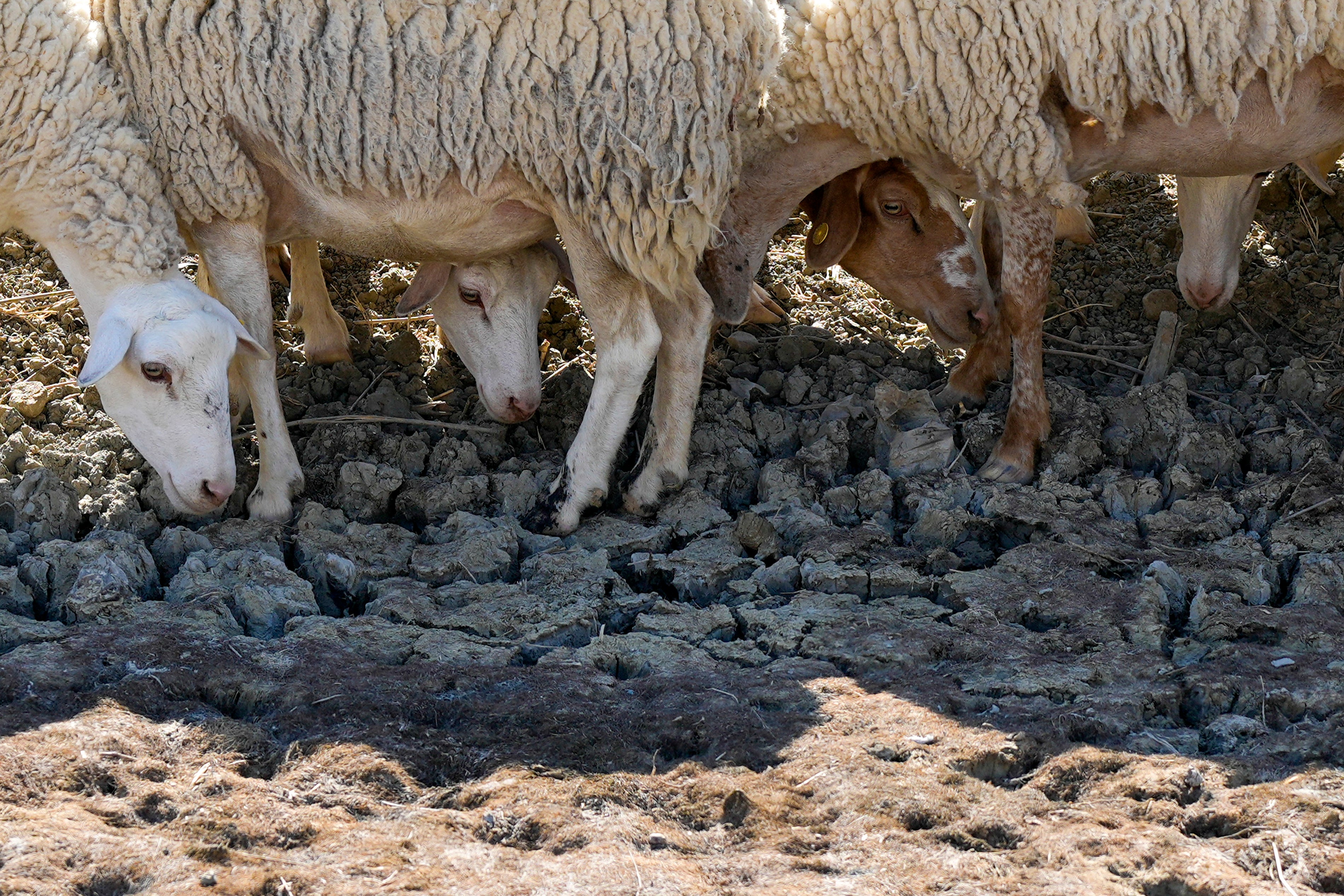 Sheep look for water in a dry pond used by local farms for their livestock, in Contrada Chiapparia