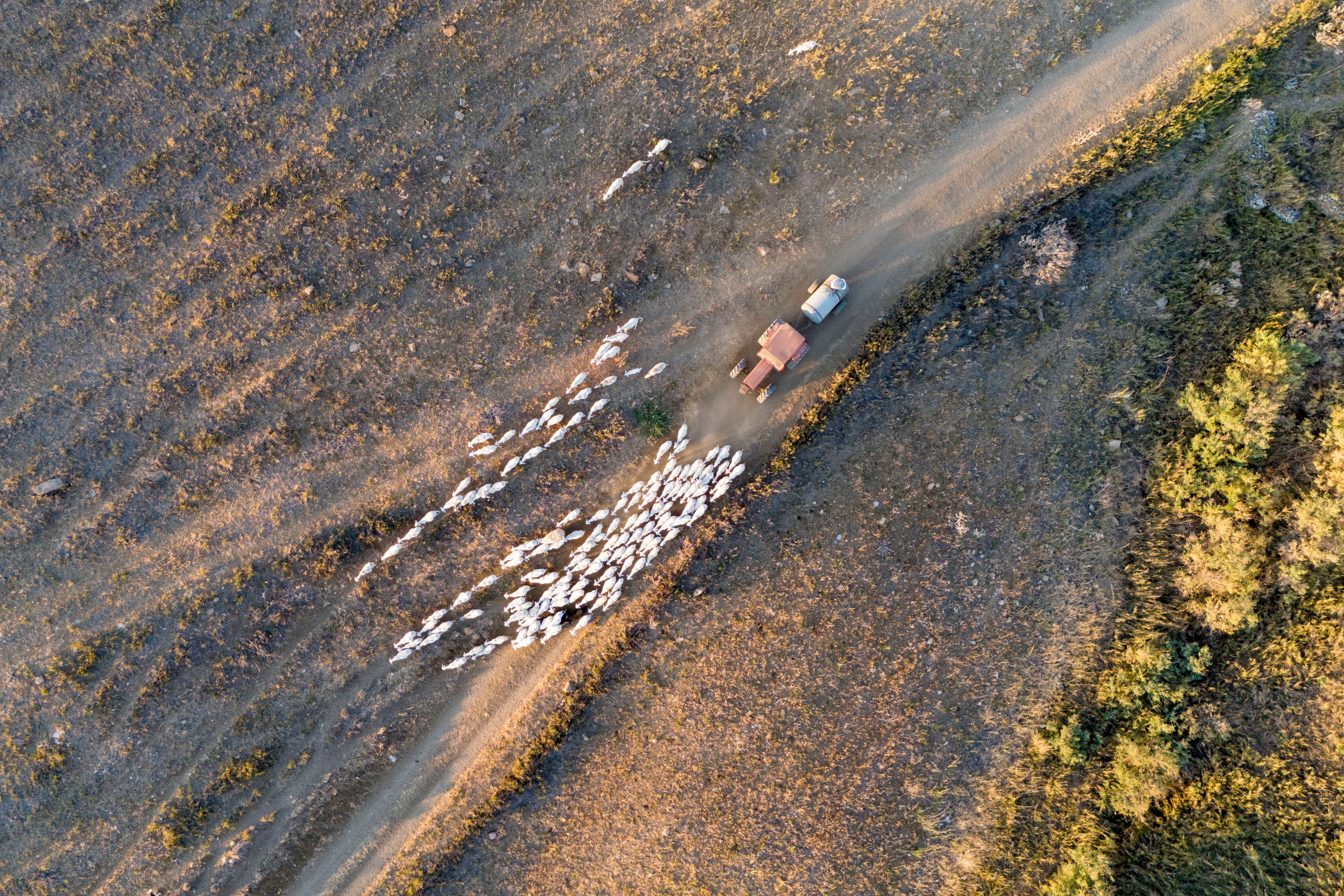 Domenico Mangiapane carries a water tank with a tractor as he takes his sheep to spend the night out grazing