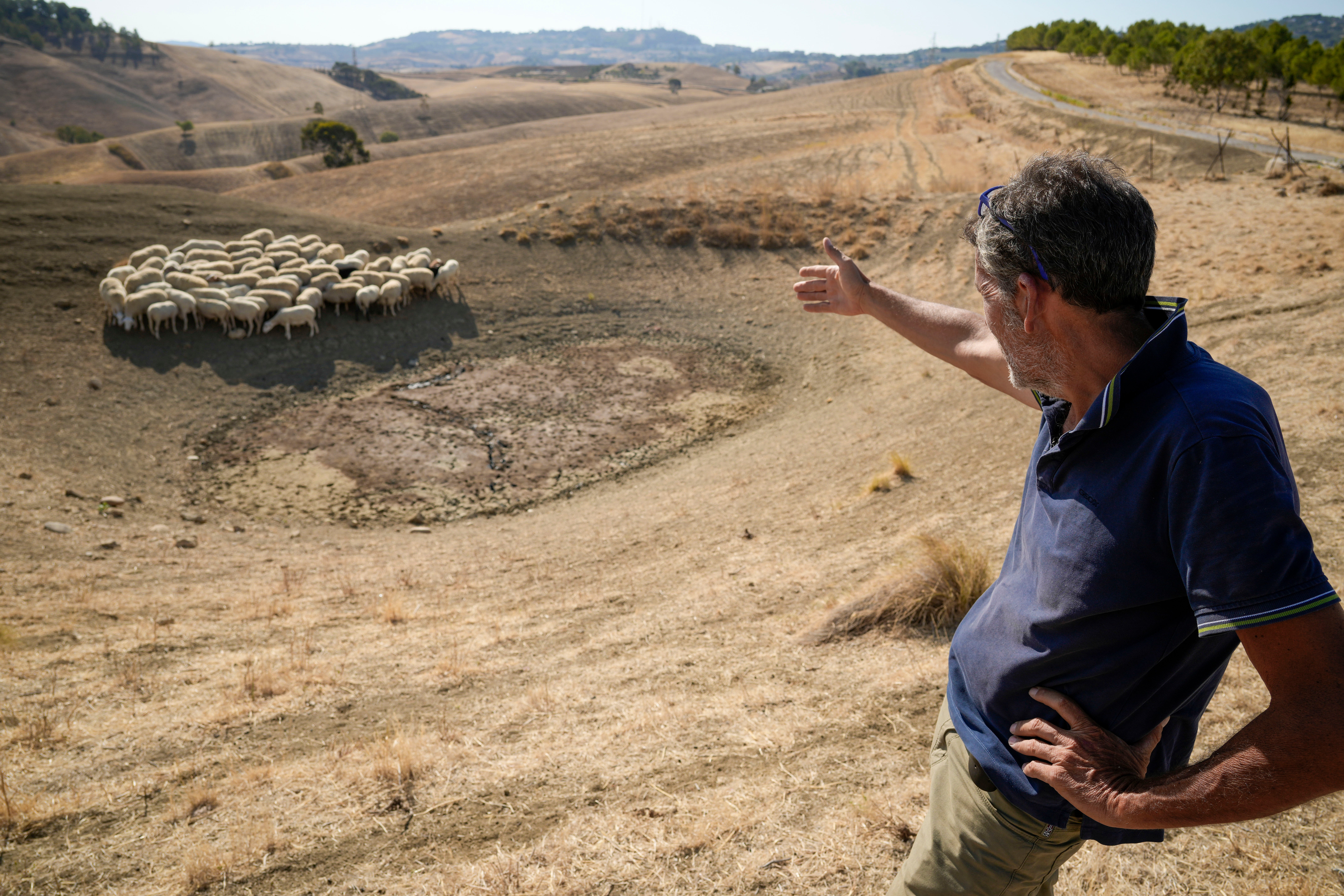 Luca Cammarata points at his sheep as they look for water in a dry pond next to his farm, in Contrada Chiapparia