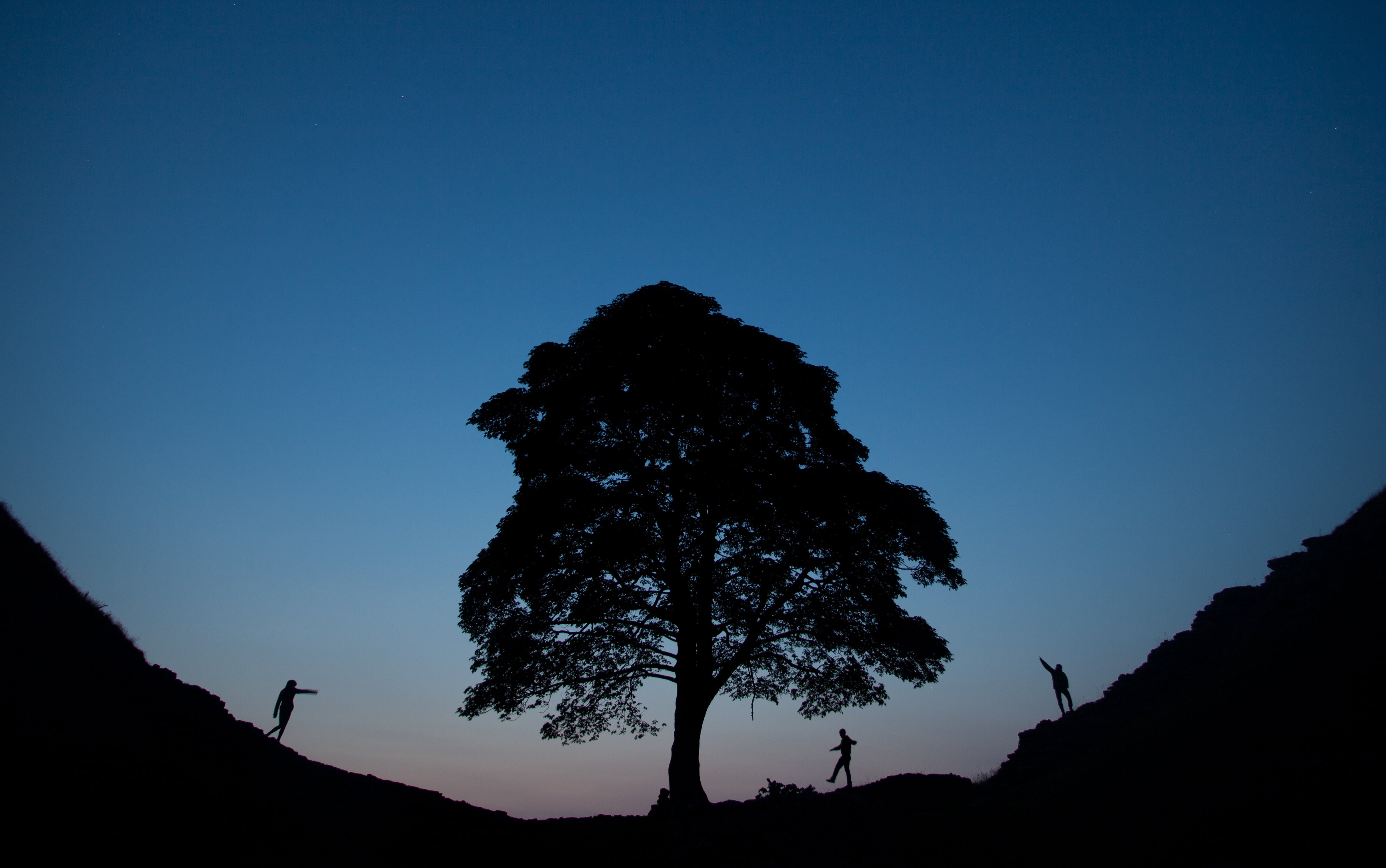 The tree was internationally famous (Tom White/PA)