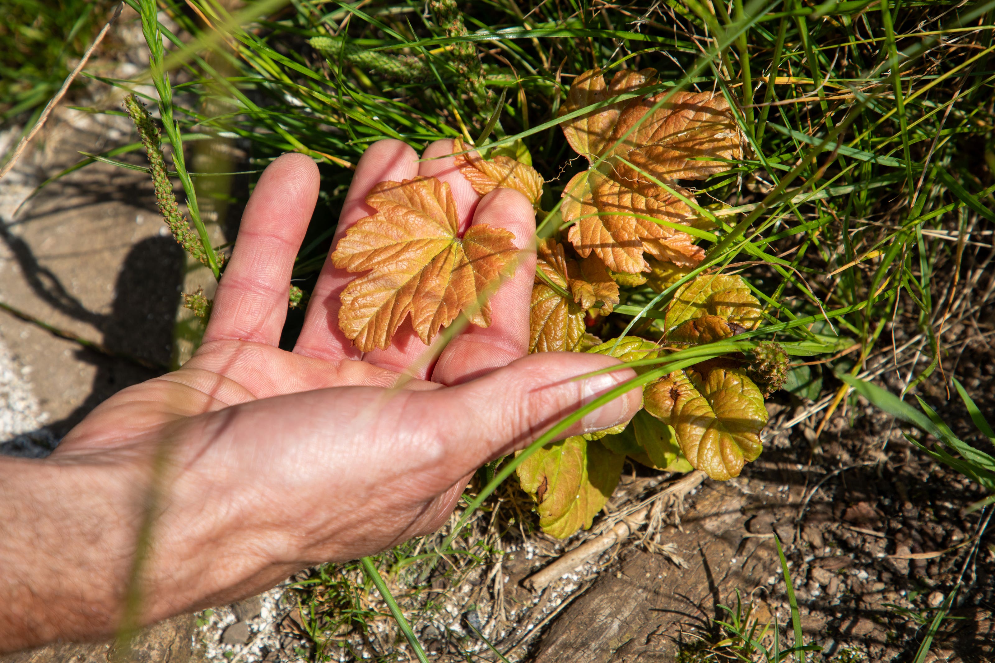 Signs of new life have been found growing from the stump of the felled Sycamore Gap tree (Jason Lock/The National Trust/PA)