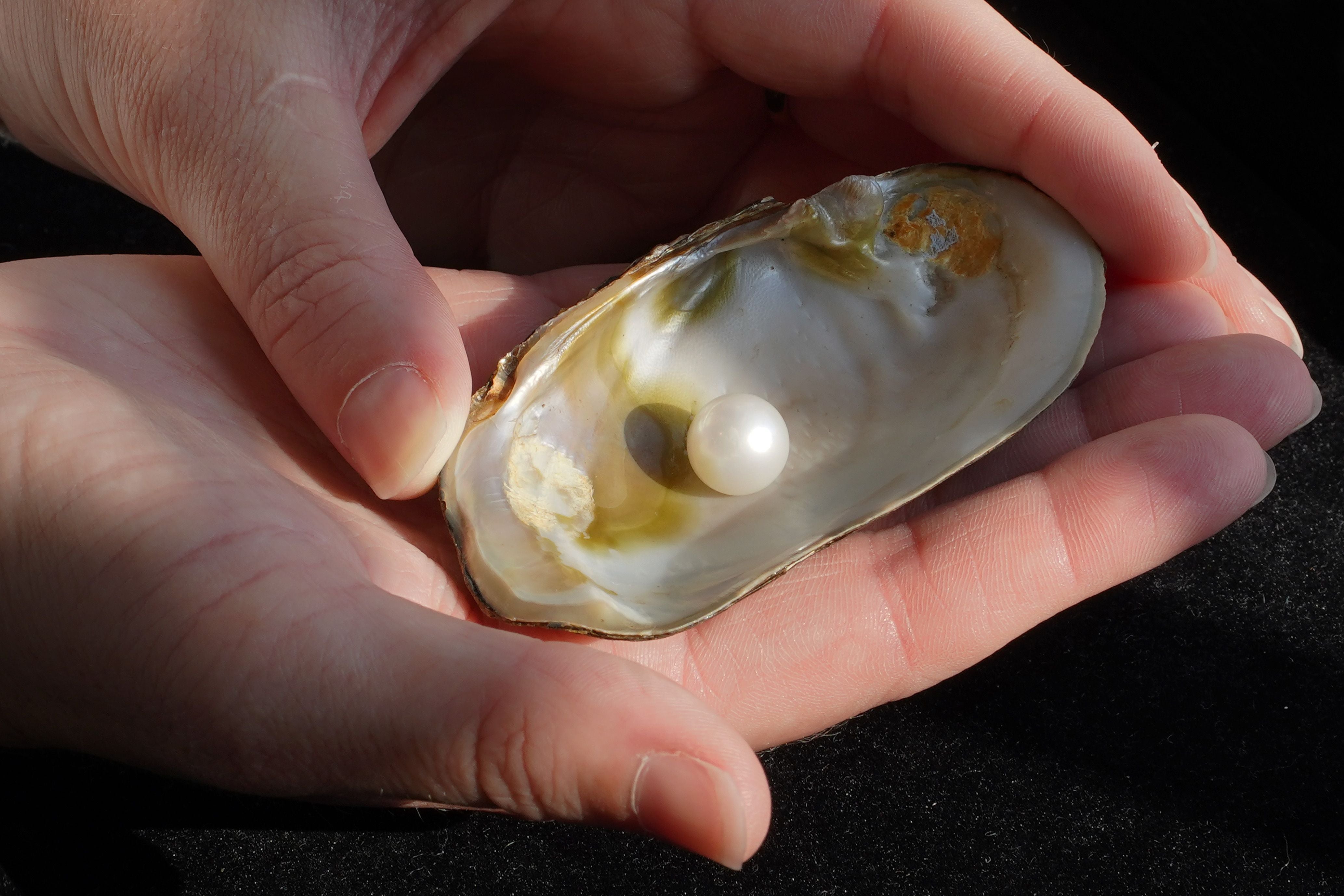 A close up of the Abernathy pearl, which is expected to fetch between £40,000-£60,000 at auction. (Lyon & Turnbull/Stewart Attwood/PA)