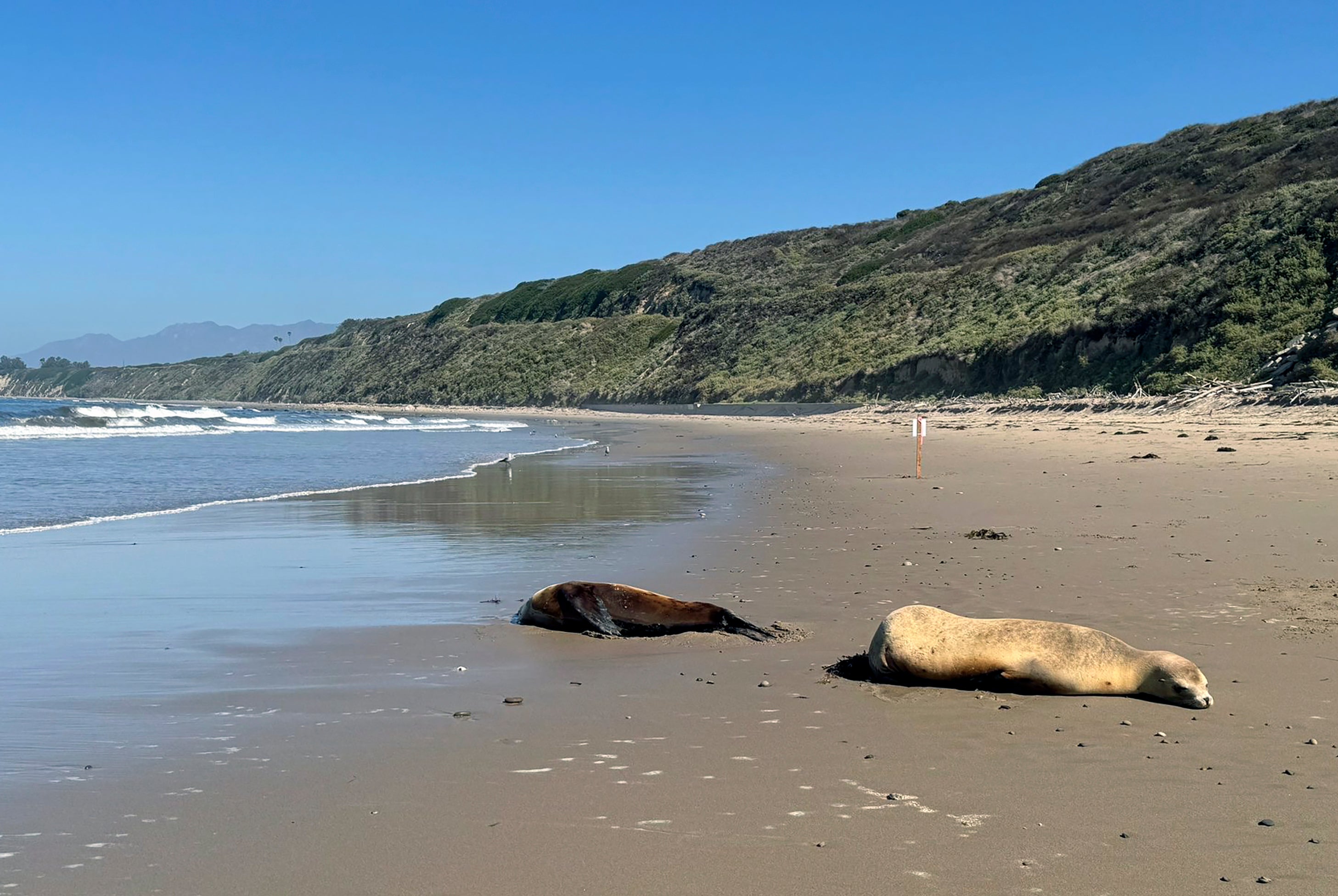 Sick Sea Lions California