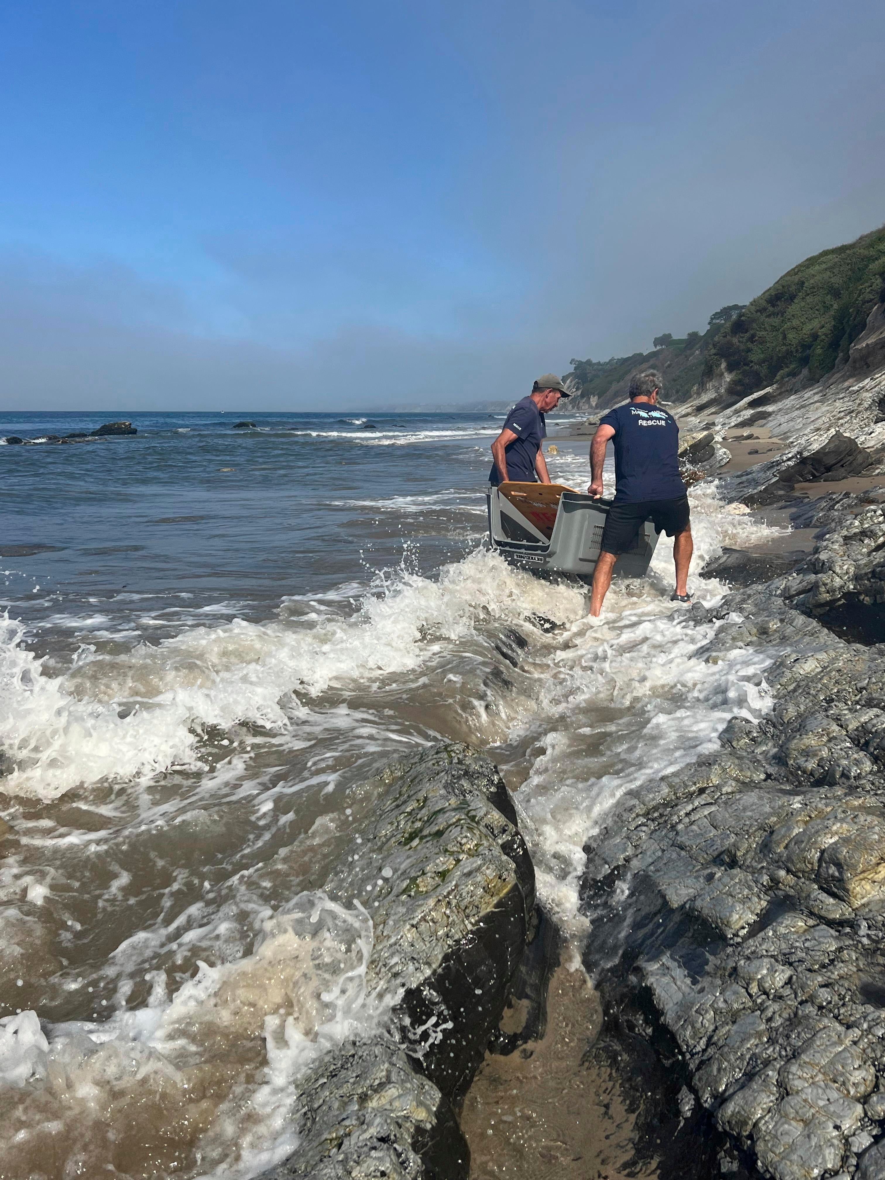 Sick Sea Lions California
