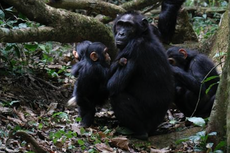 Chimpanzees may actually be capable of speech, study of old footage suggests