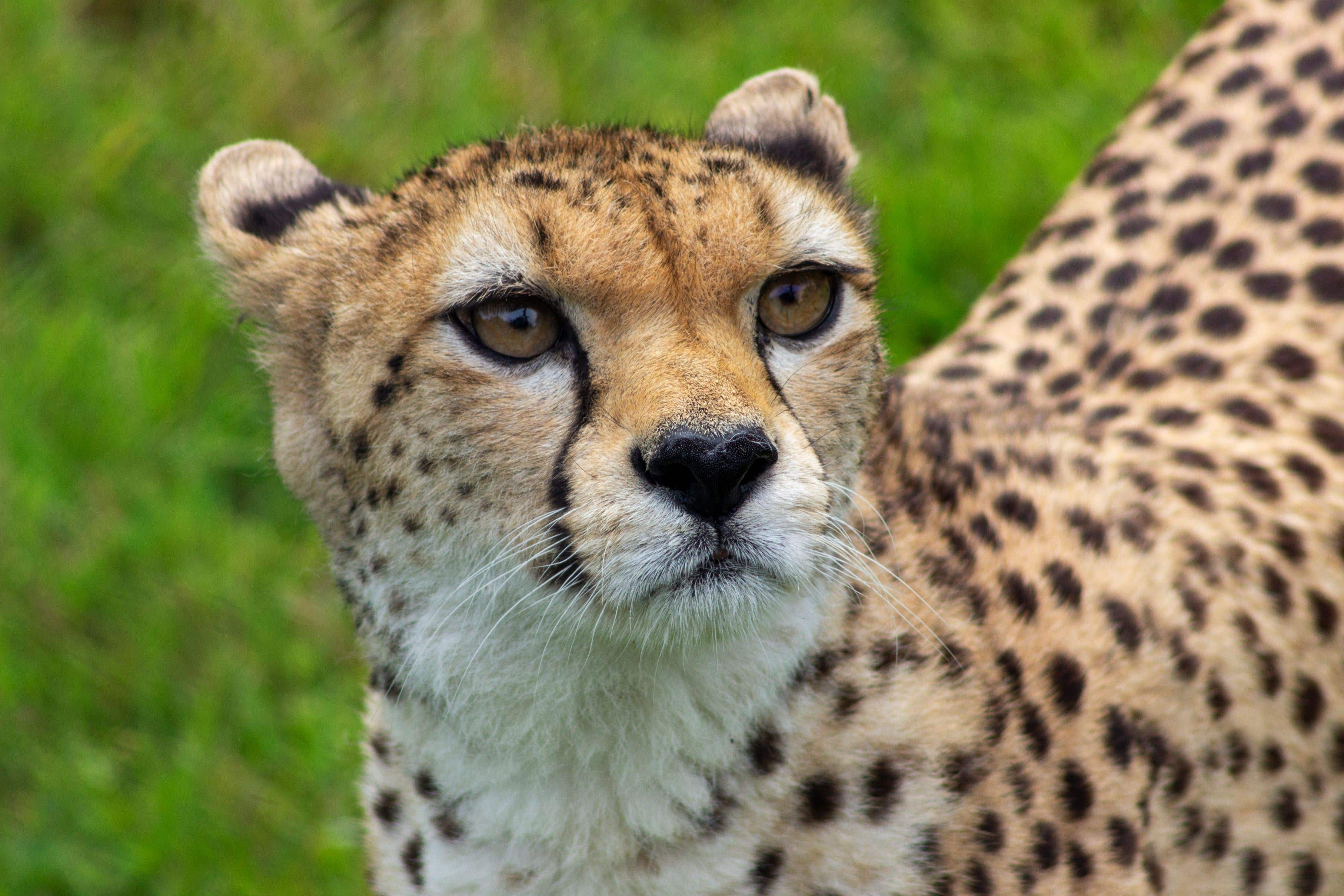 Cleo is the first cheetah at Edinburgh Zoo for 24 years (RZSS/PA)