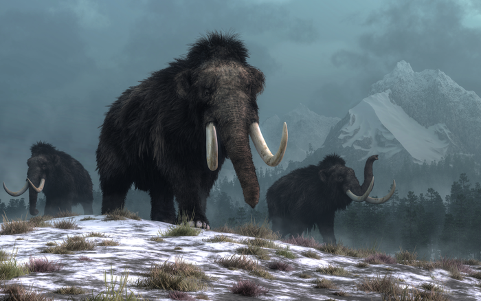 A trio of woolly mammoths trudges over snow covered hills