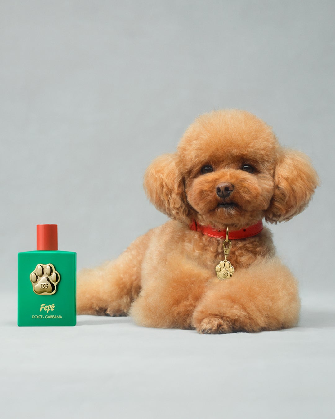 The fragrance is named after co-founder Domenico Dolce’s “loyal dog Fefé”