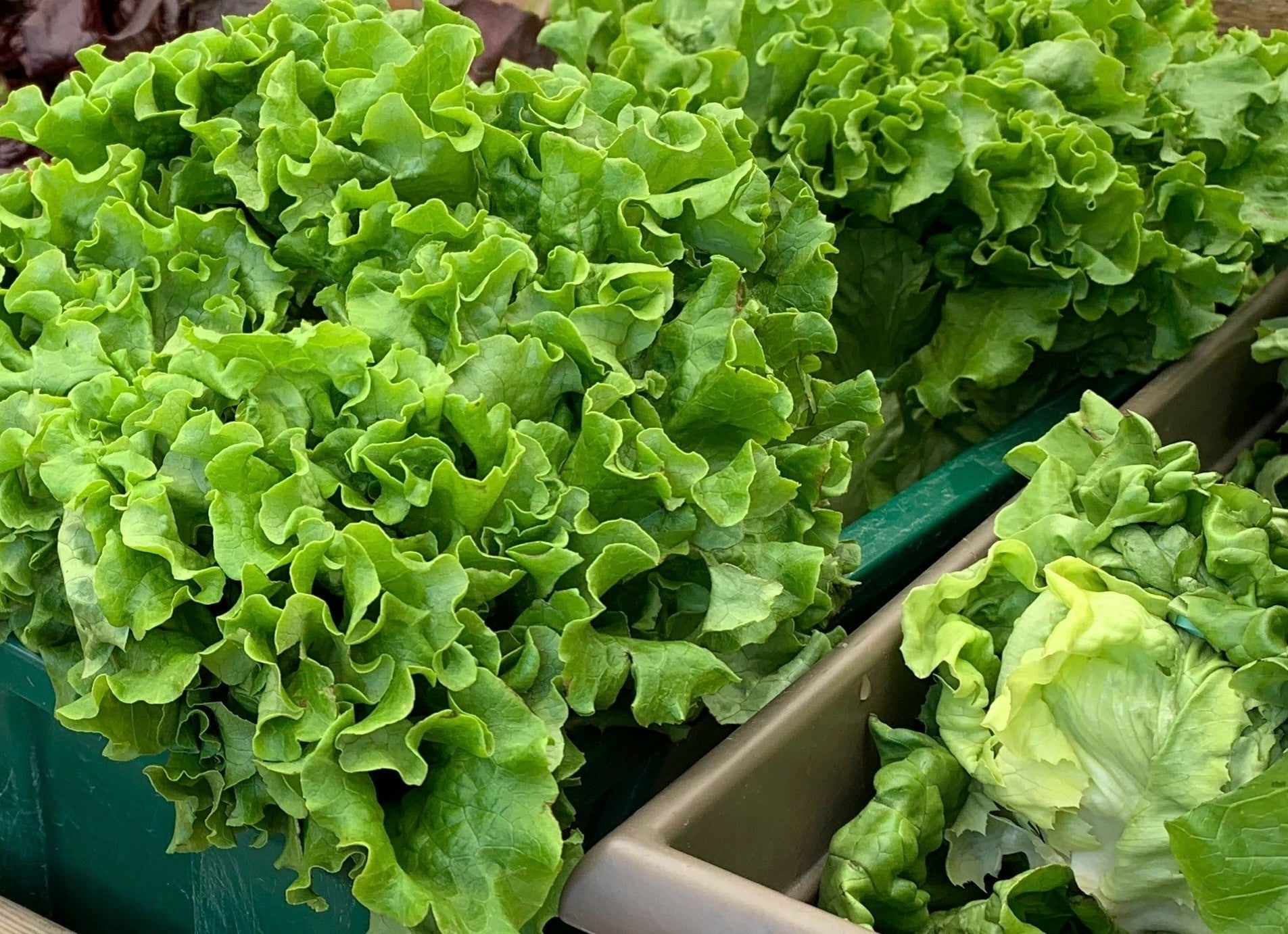 Gardening-Fall Vegetables