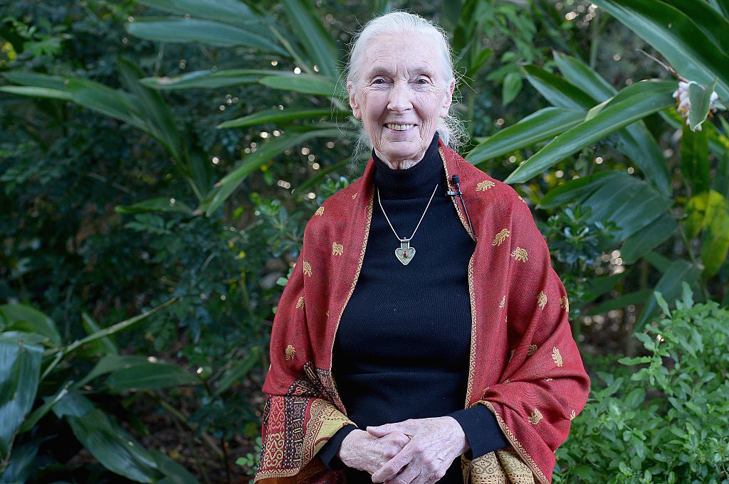 Jane Goodall, pictured in 2019. The 90-year-old zoologist, primatologist and anthropologist is regarded as the foremost expert on chimpanzees in the world, still travels almost every day of the year promoting her Jane Goodall Institute and raising money to protect the environment