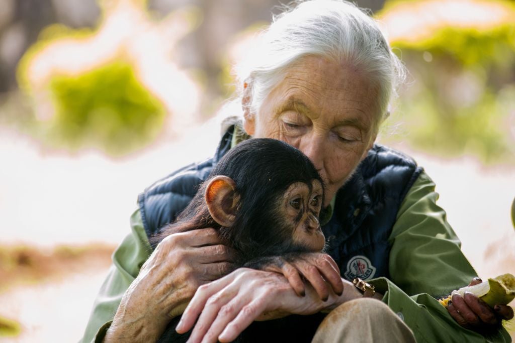 Primatologist Jane Goodall with baby chimp Zakayo on a visit to a chimpanzee rescue center on June 9, 2018 in Entebbe, Uganda