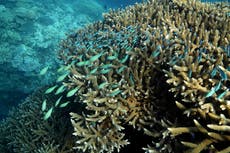 Heat-tolerant corals found in Great Barrier Reef boost hopes for survival
