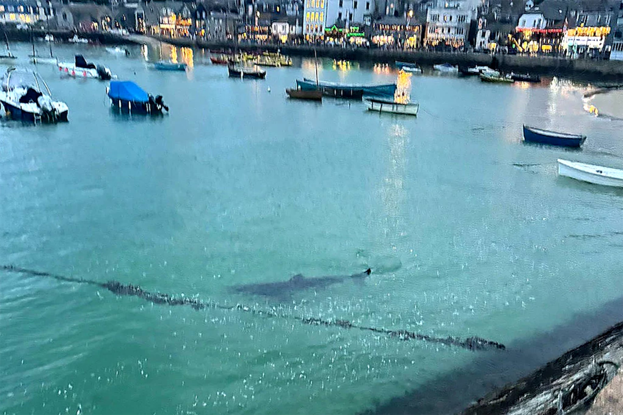 The basking shark was gliding around the Cornwall harbour, feeding on plankton