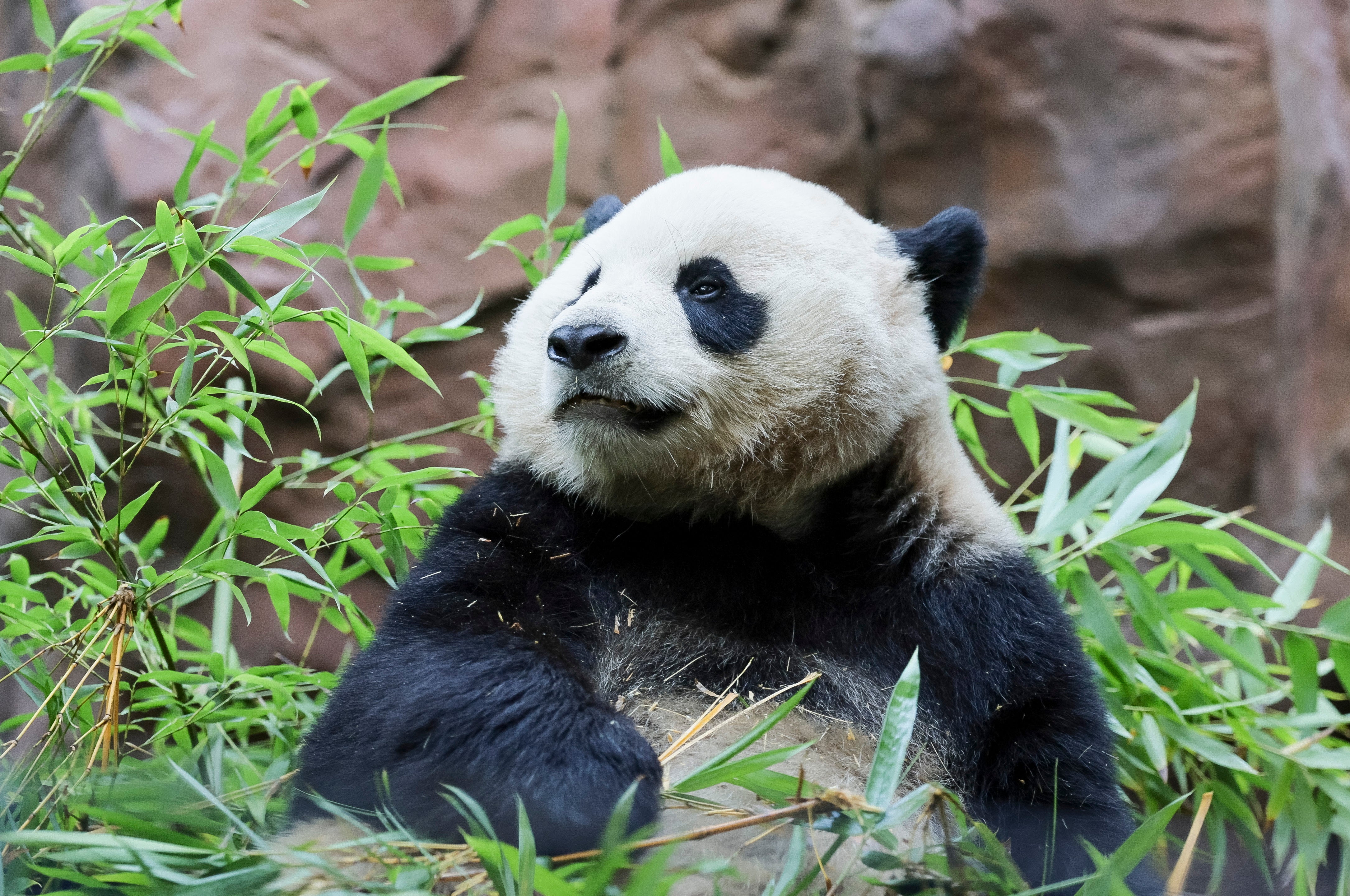 Yun Chuan, pictured on August 8, is one of two giant pandas now living at the San Diego Zoo