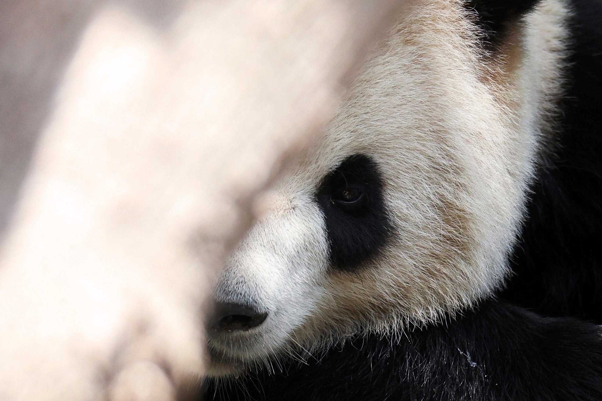 California San Diego Pandas