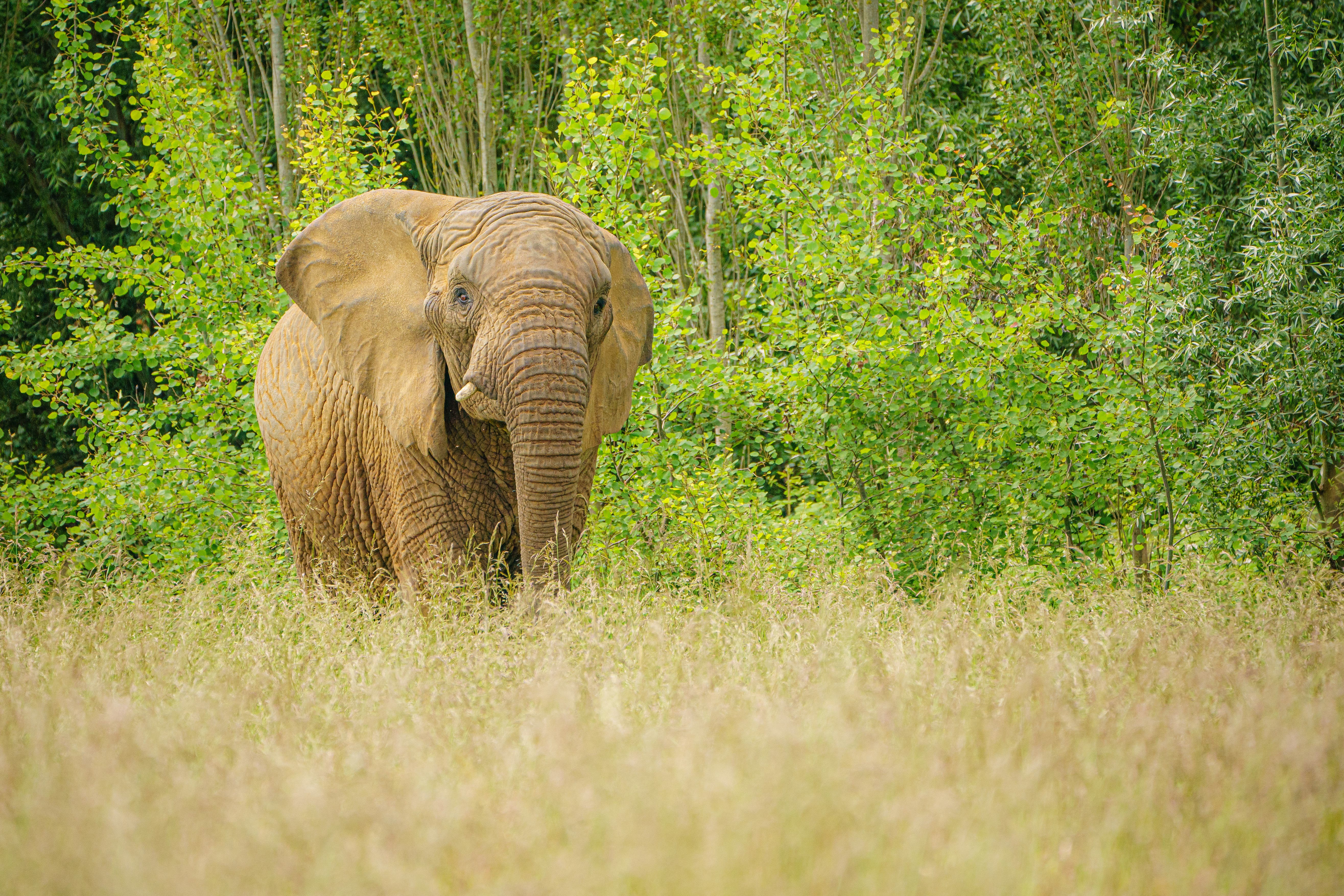 Botswana’s environment minister Dumezweni Mthimkhulu offered the UK 10,000 elephants to keep in Hyde Park (Ben Birchall/PA)