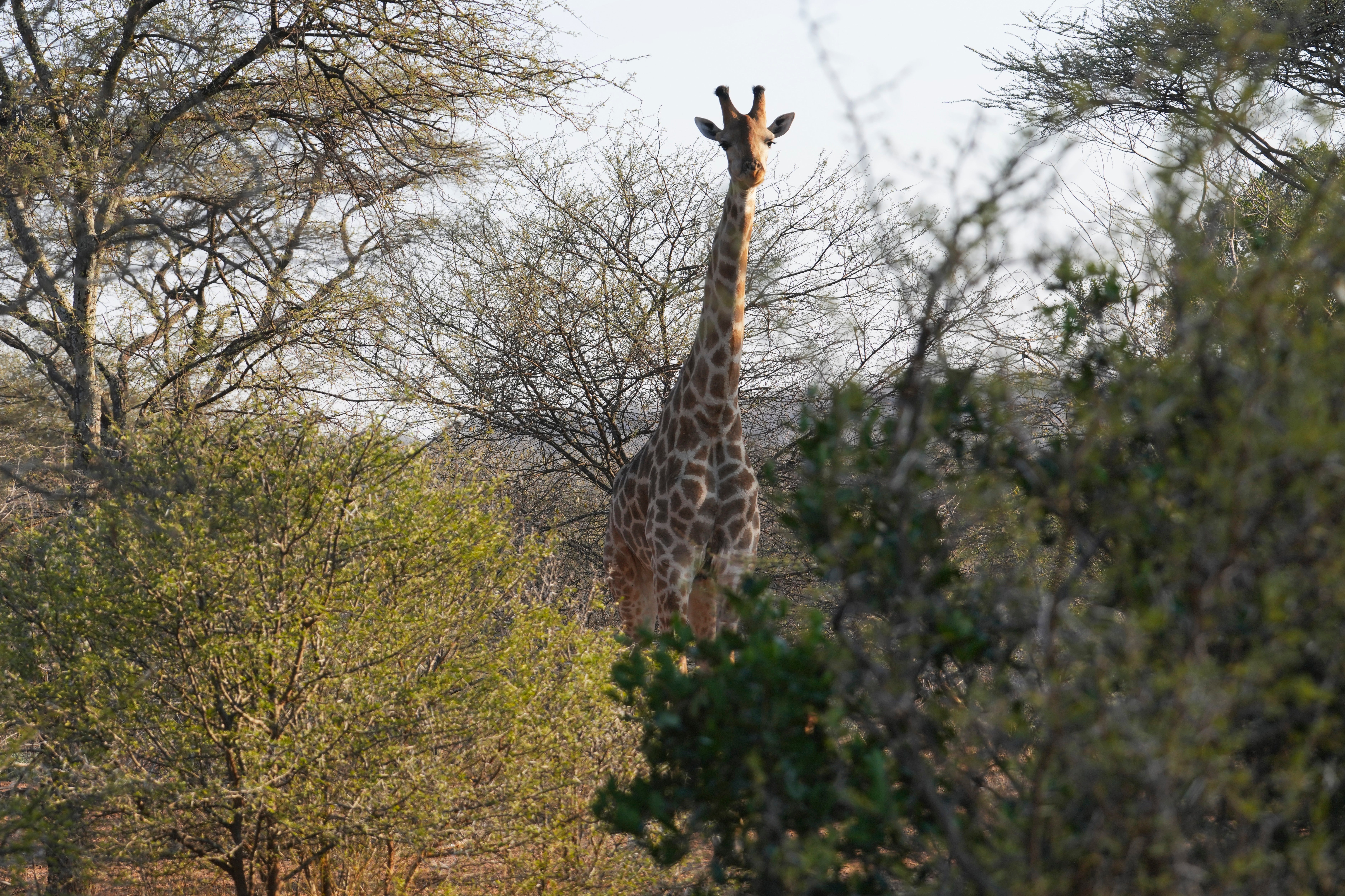 A giraffe is visible near a school on the periphery of the Save Valley Conservancy, Zimbabwe