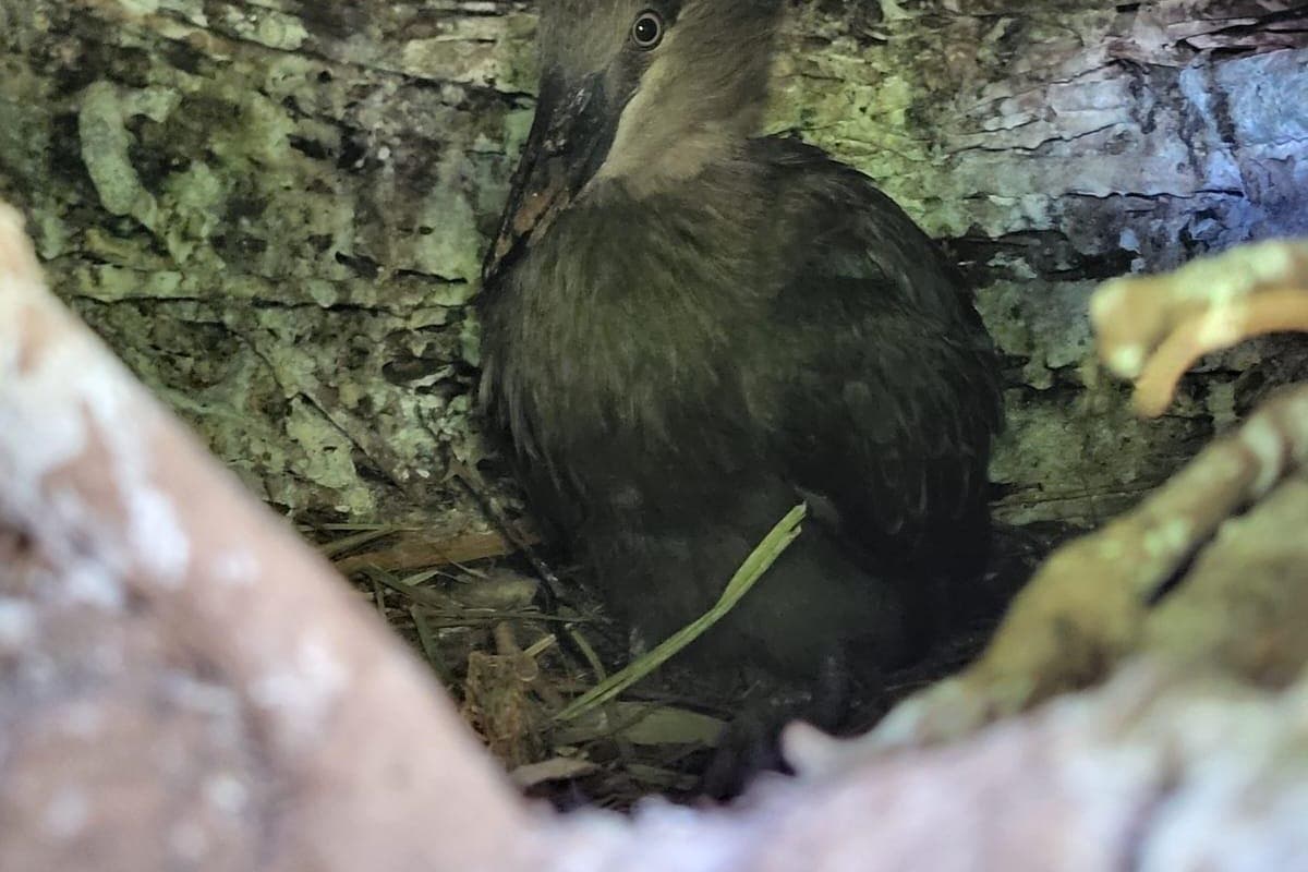 A hamerkop chick, named Buxton, beginning to leave its nest (Marwell Zoo/PA)