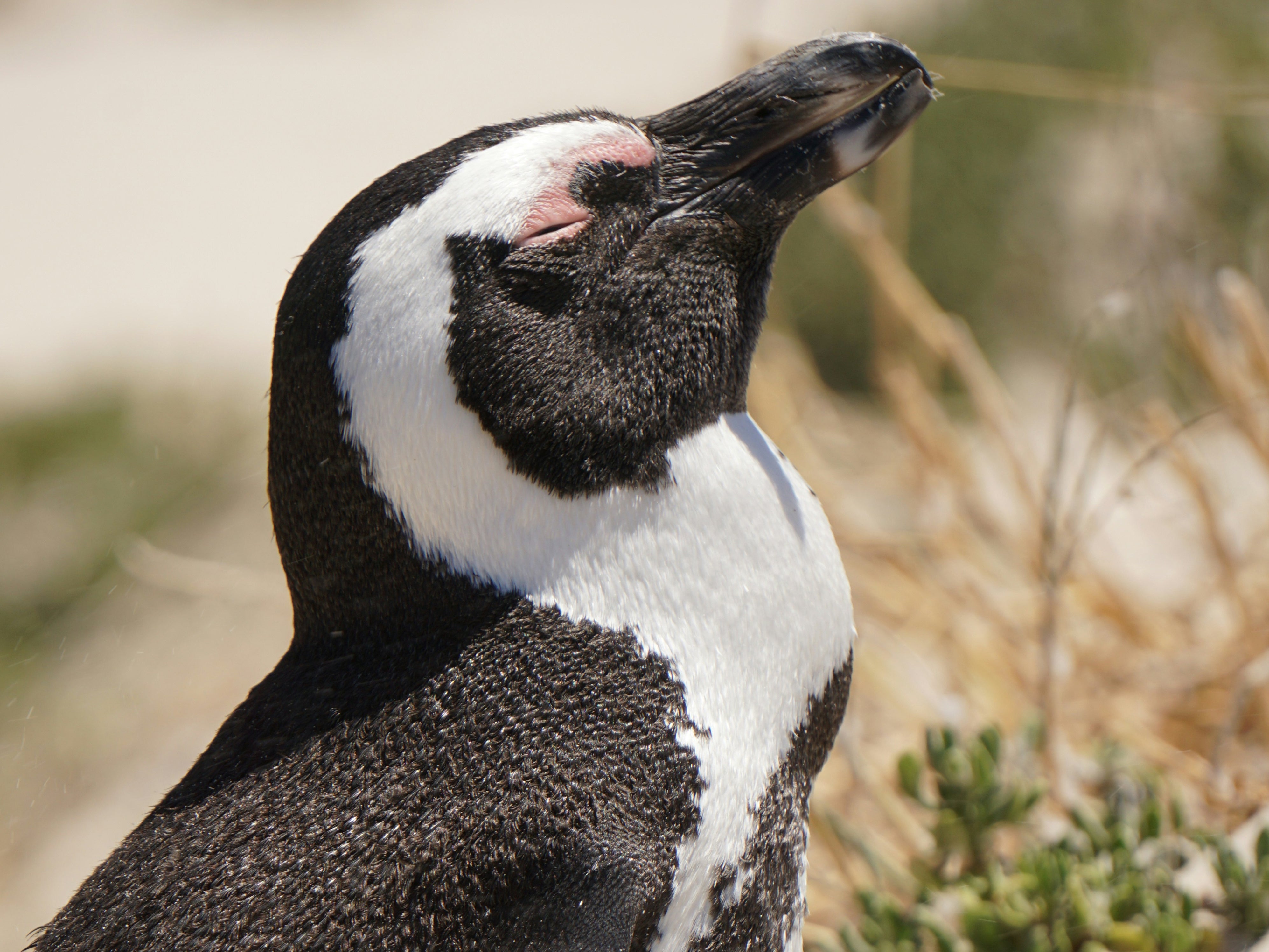 Spot Cape Town’s penguins while on a safari-lodge stay in South Africa