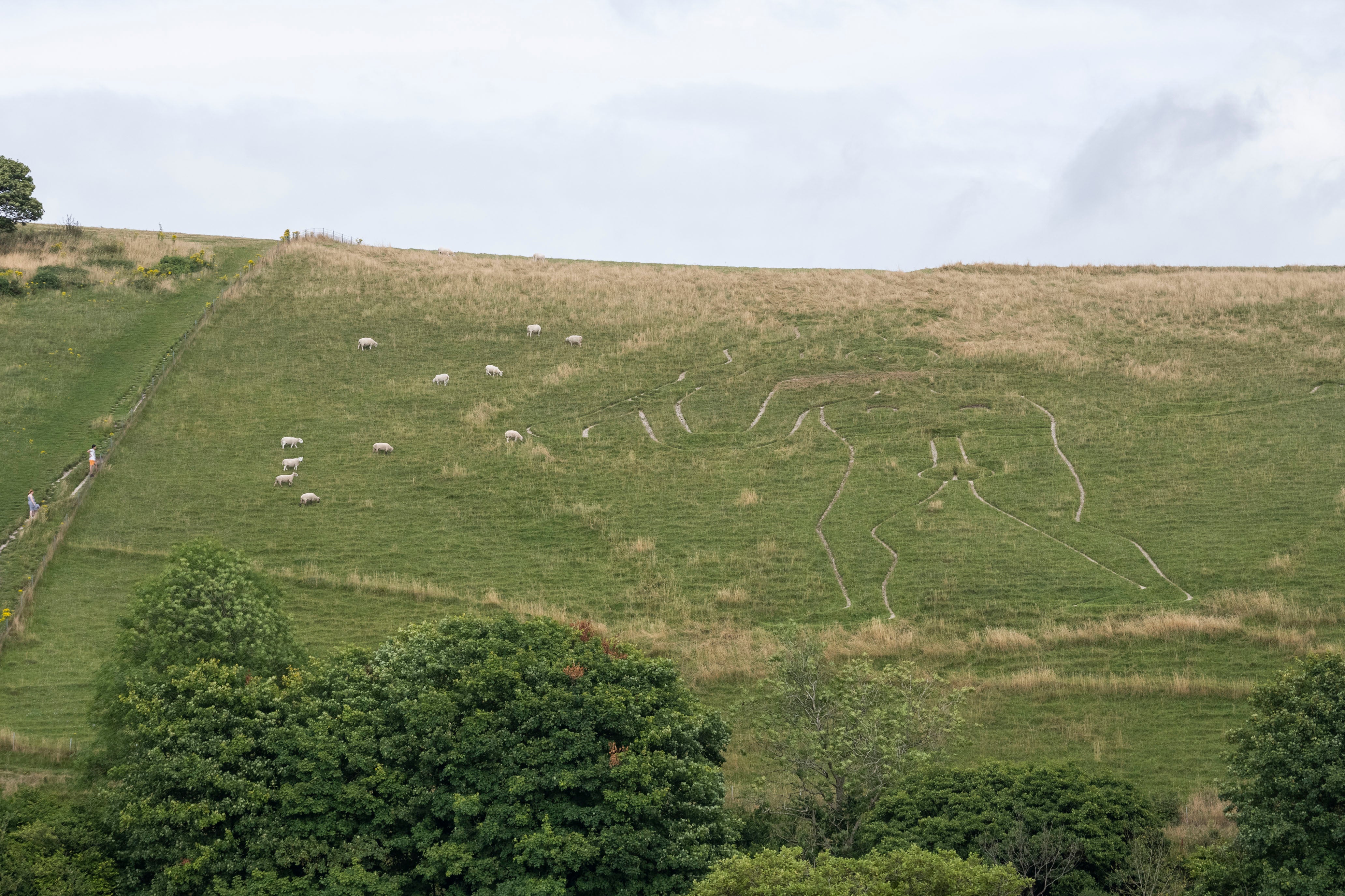 The Cerne Abbas Giant and his notable appendage has not been able to be seen by visitors after grass has grown after a wet summer, however, sheep can be seen on the hillside to help reduce grass growth