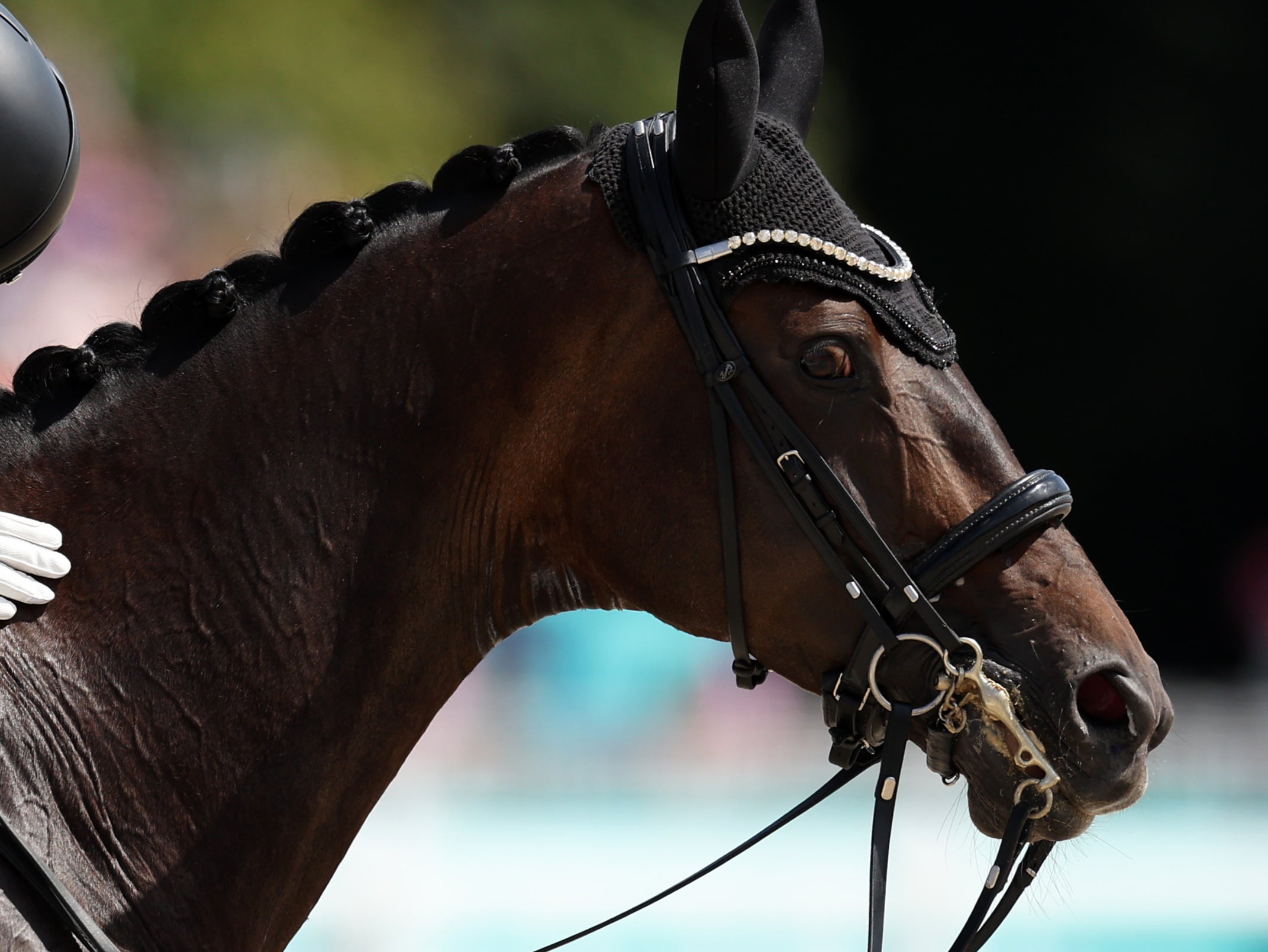 A horse behavioural expert said stress could be seen in horses’ eyes