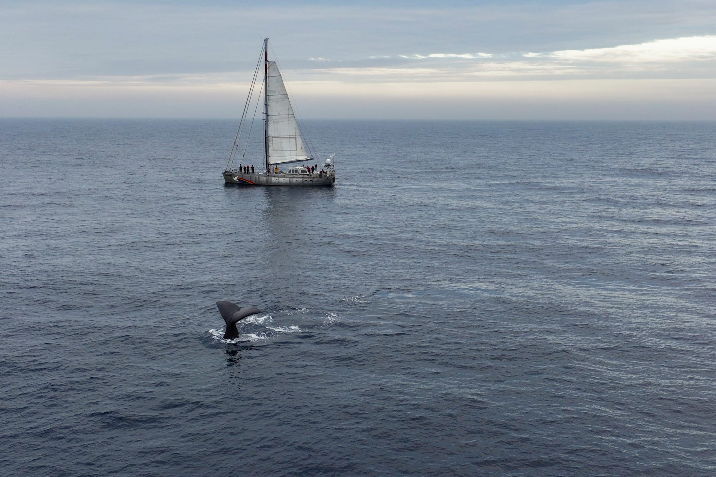 The fluke of a sperm whale diving with Greenpeace sailing vessel, The Witness on the horizon (Christian Aslund/Greenpeace/PA)