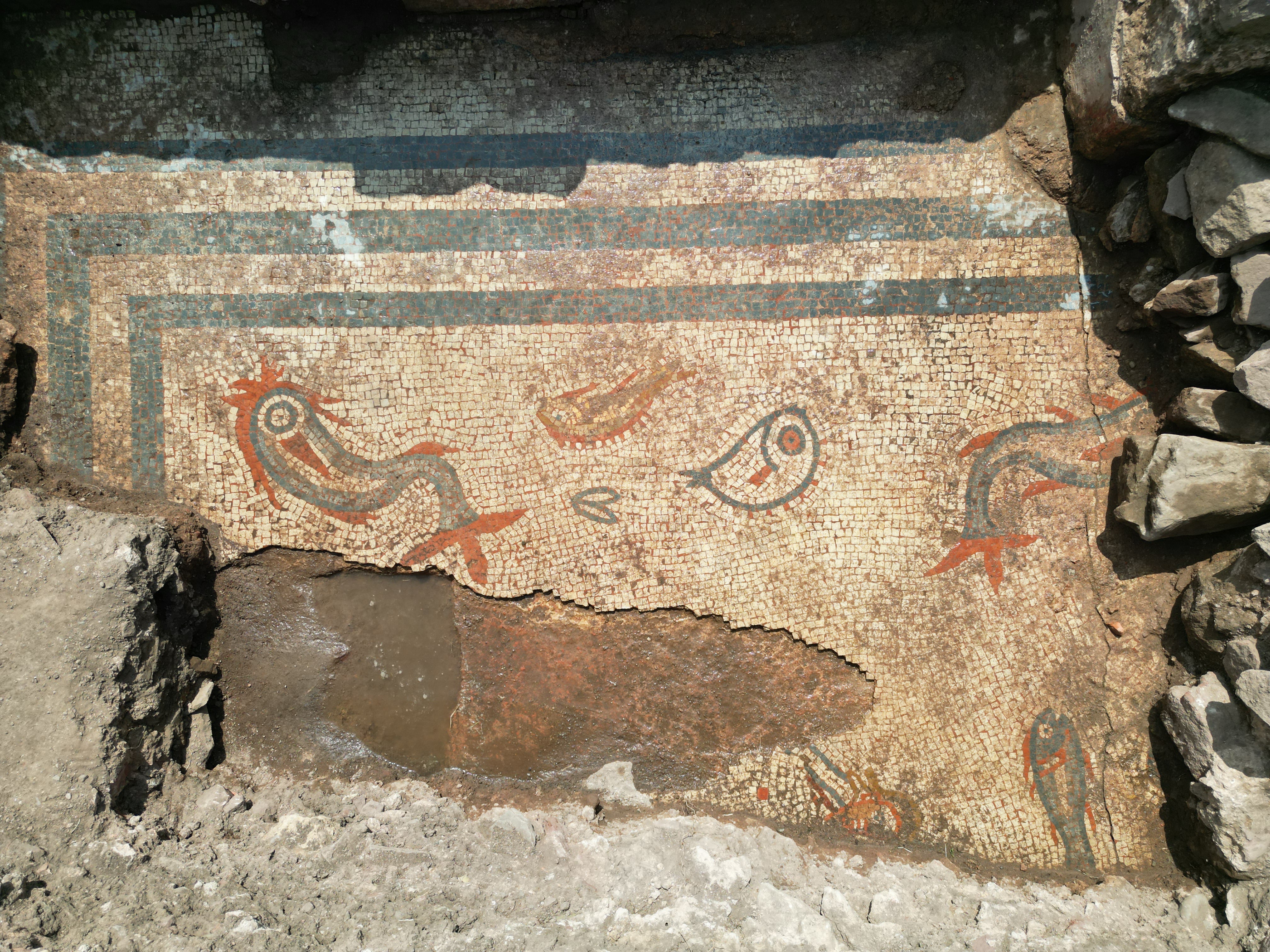 The details of a rare 2,000-year-old mosaic depicting dolphins and fish still in bright colours, which has been uncovered in a Roman city in Shropshire