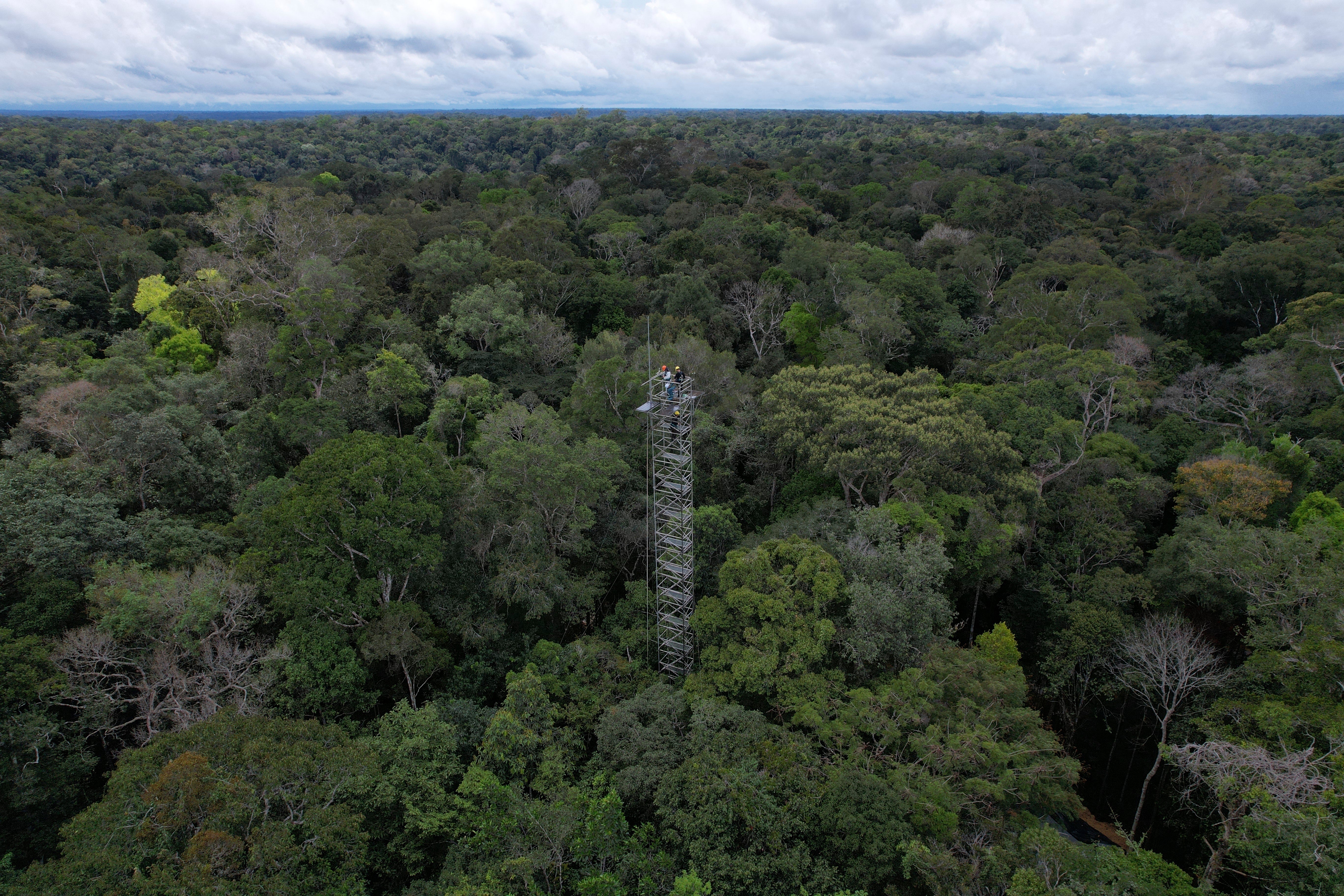 Amazon Carbon Sink