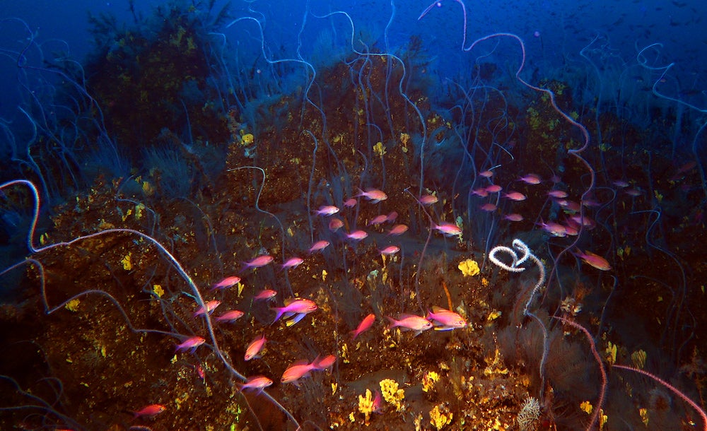 Corals and fish in the underwater lava of the Tajogaite volcano in La Palma