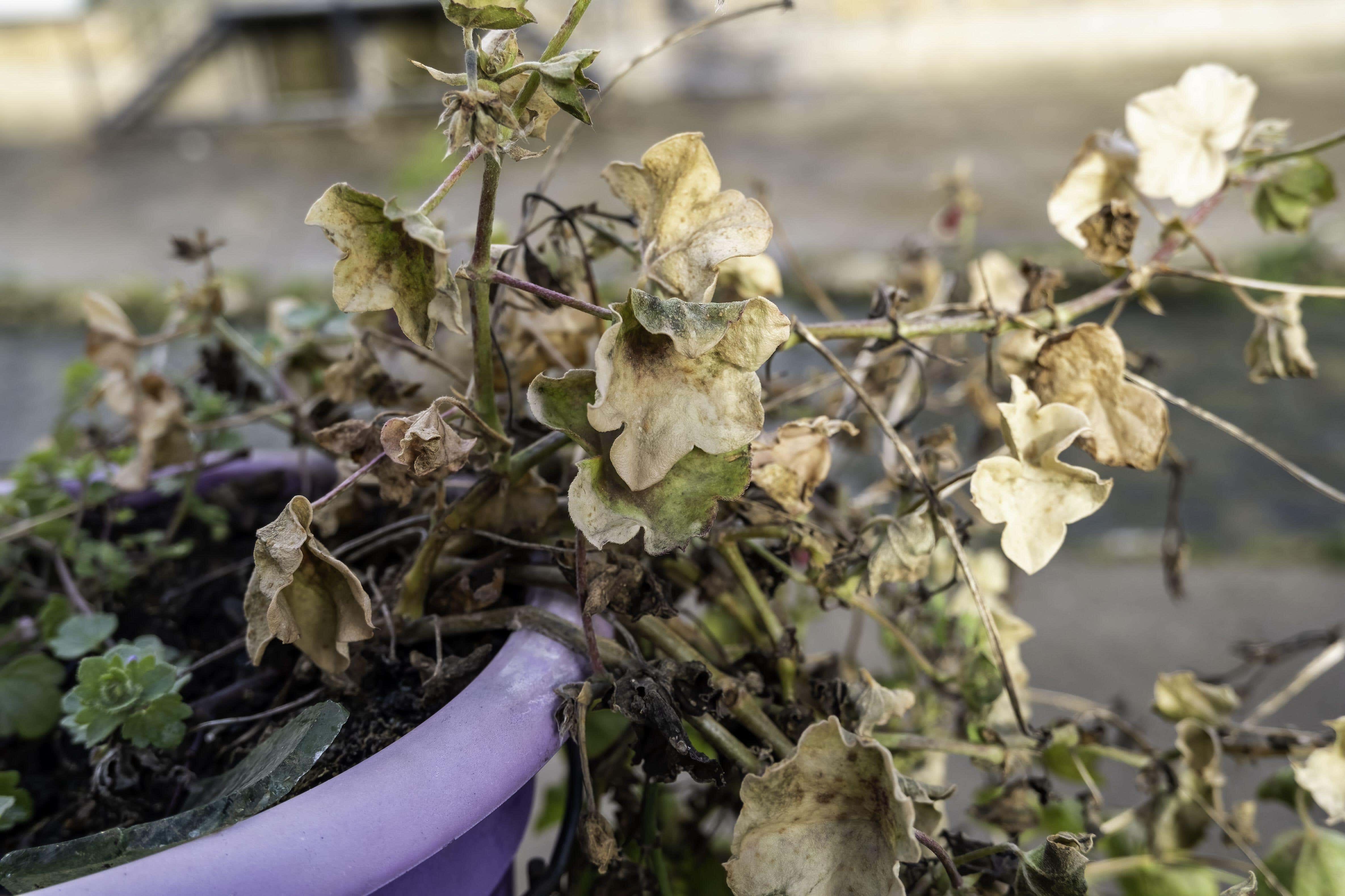 Early autumn is the perfect time for a garden clean-up (Alamy/PA)