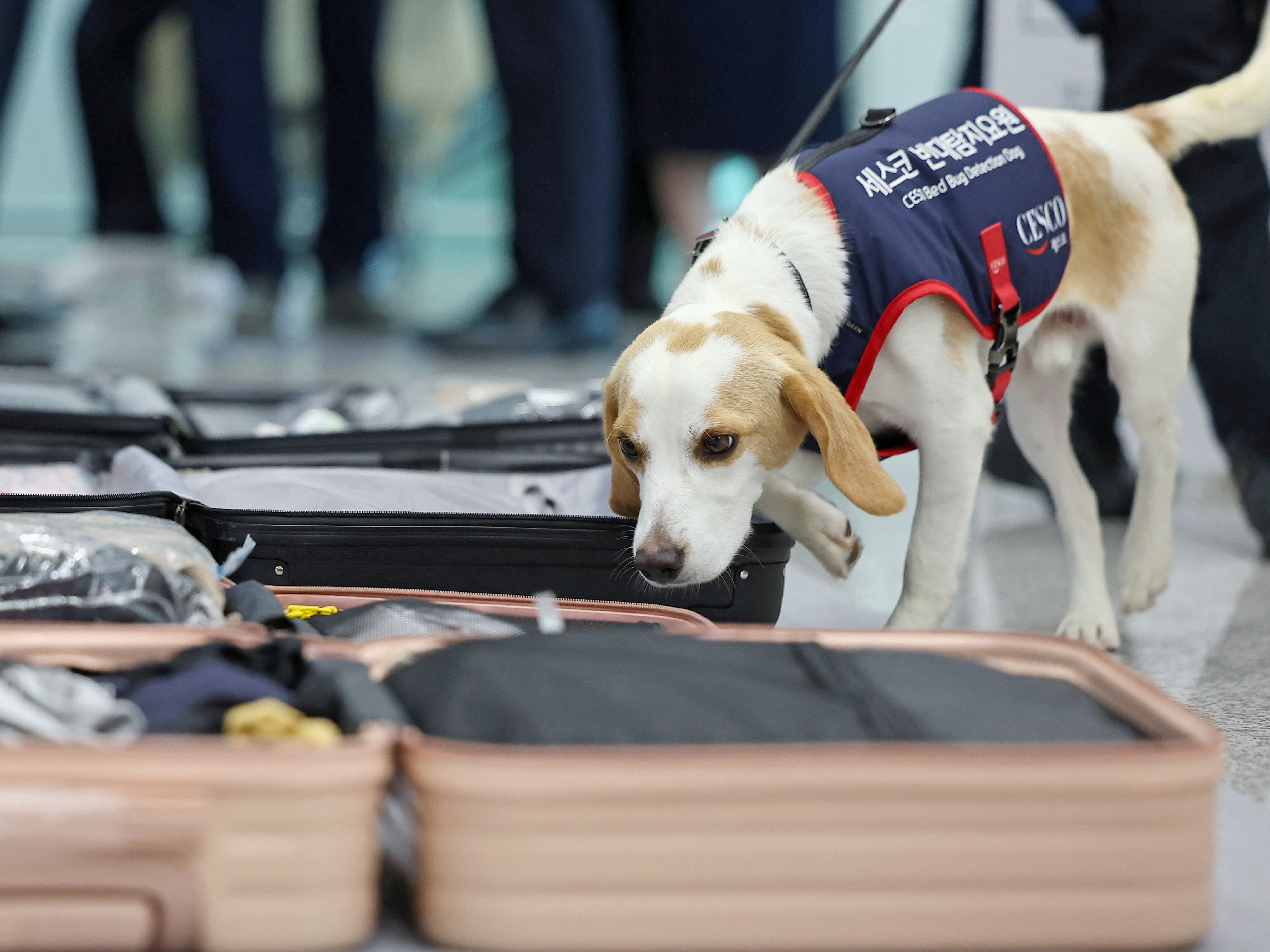 Ceco, South Korea’s first bedbug sniffing dog, checks luggage at Incheon airport on 8 August 2024