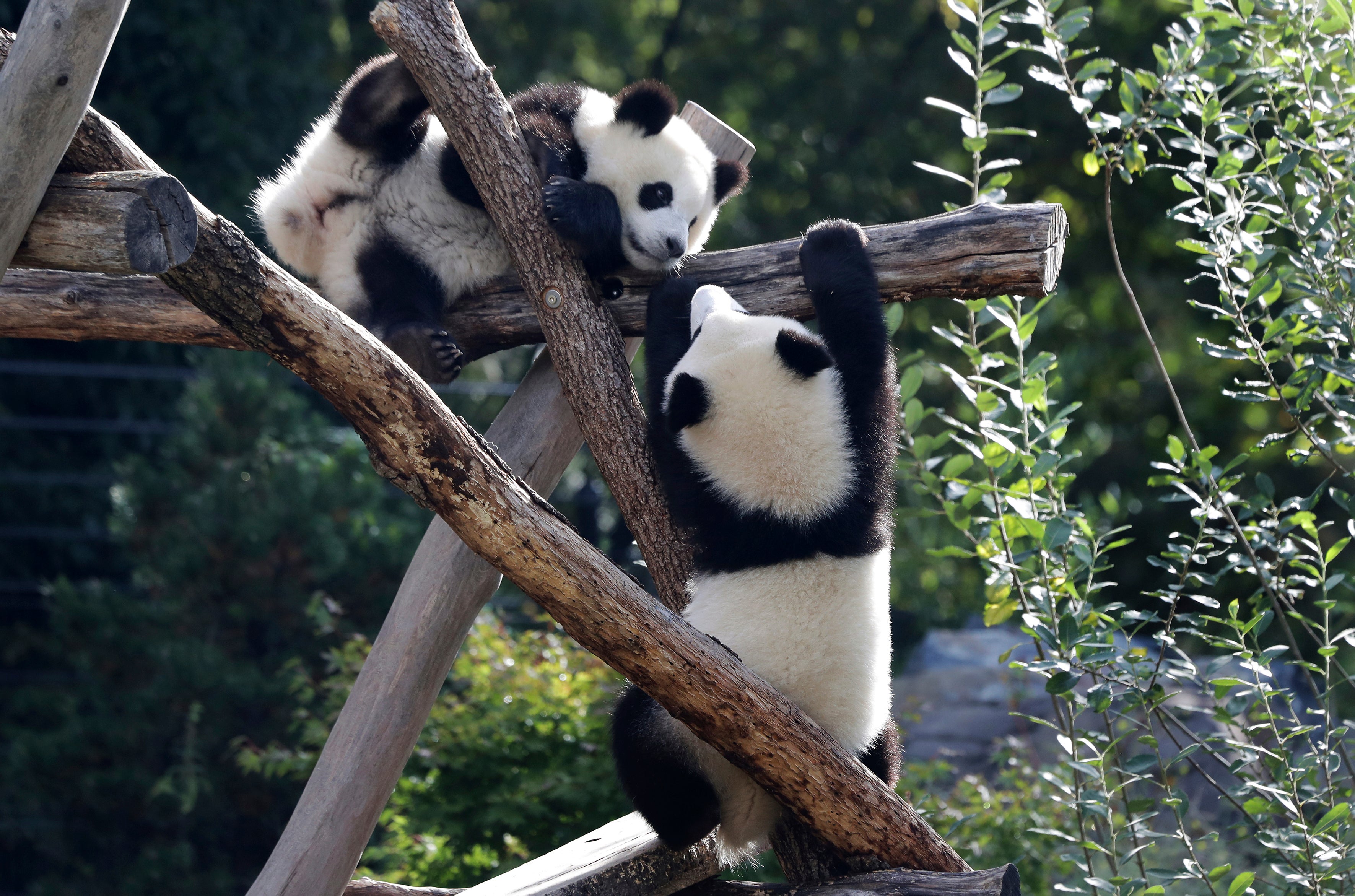 Germany Pandas
