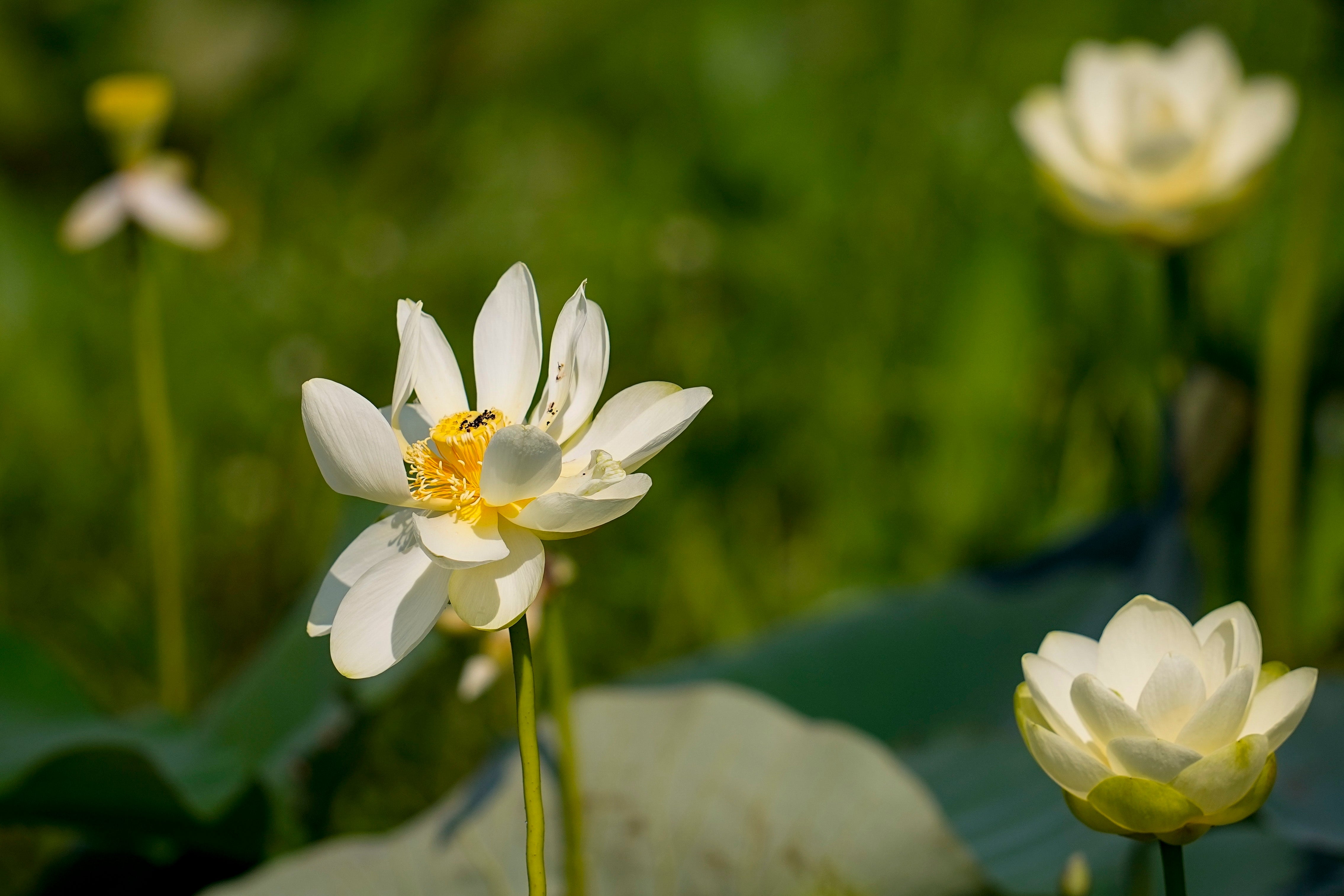 Mobile Tensaw Delta Takeaways