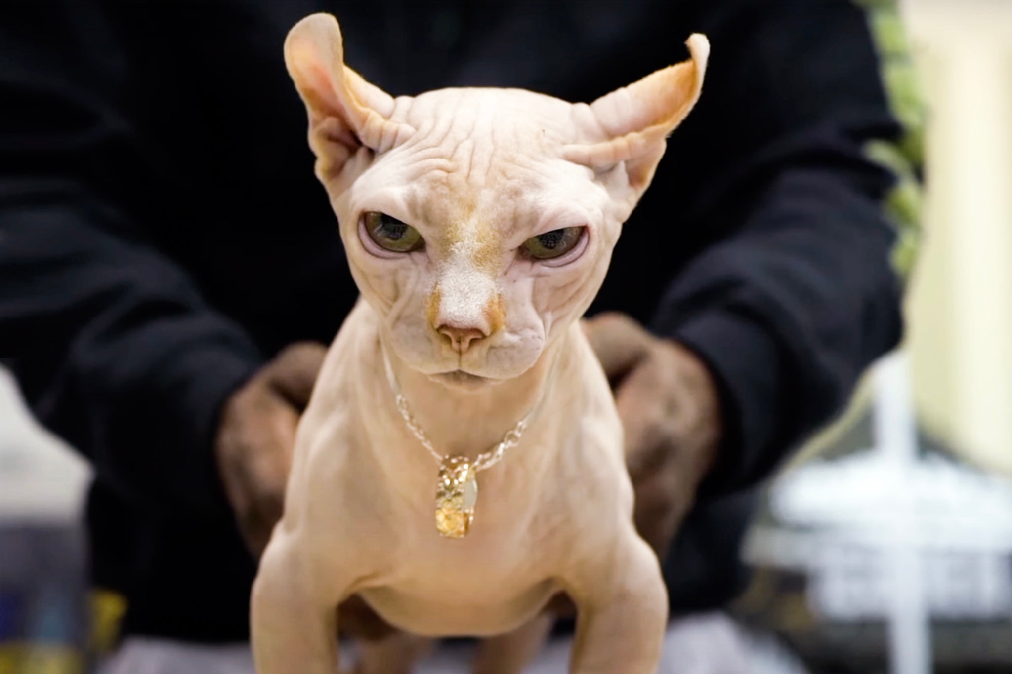 The ‘bullycats’ have been created the new cat breed by mixing the hairless gene from Sphynx cats with the short-legged gene from Munchkin cats