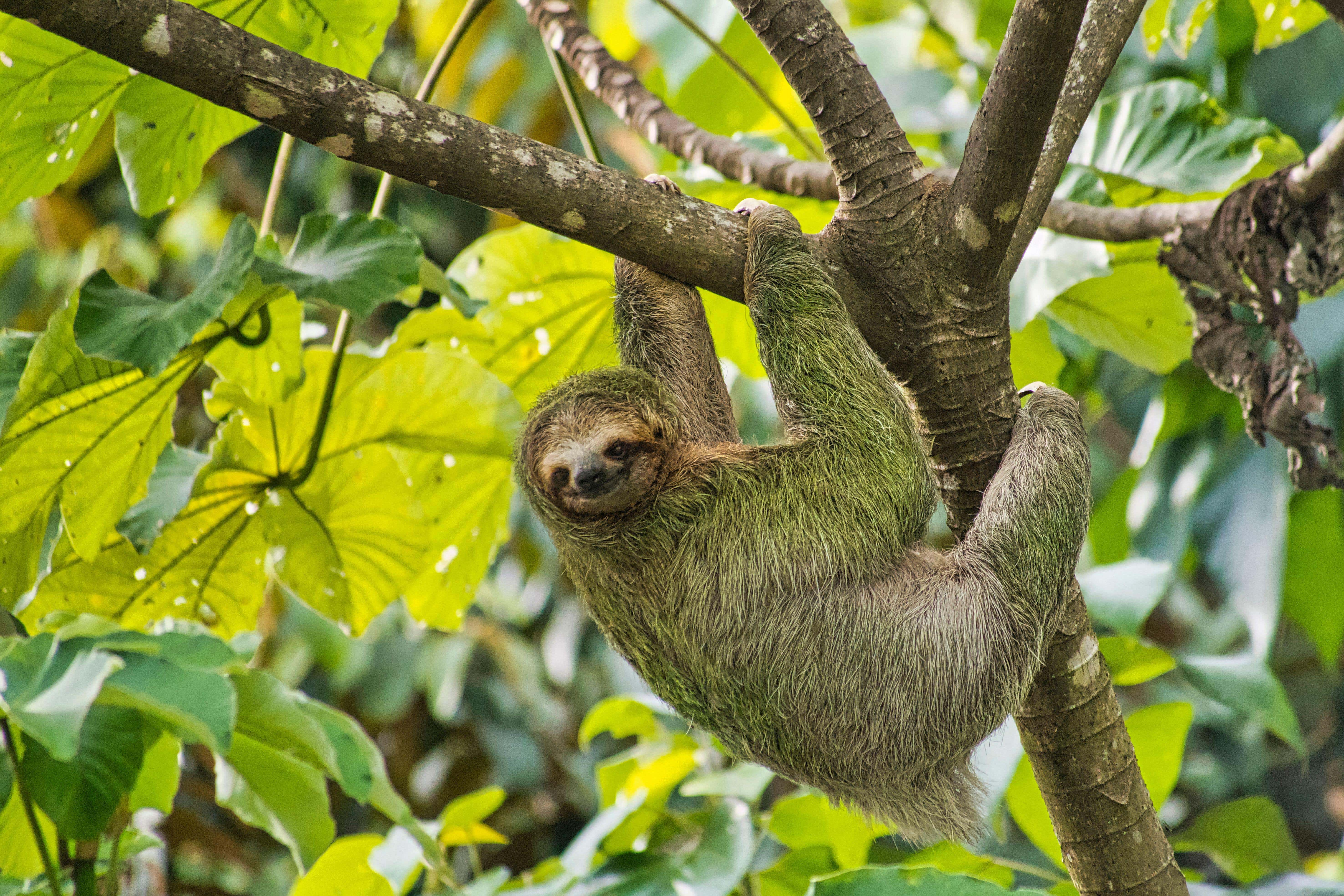 Pale-throated sloth, Bradypus tridactylus, hanging from a tree in a rainforest