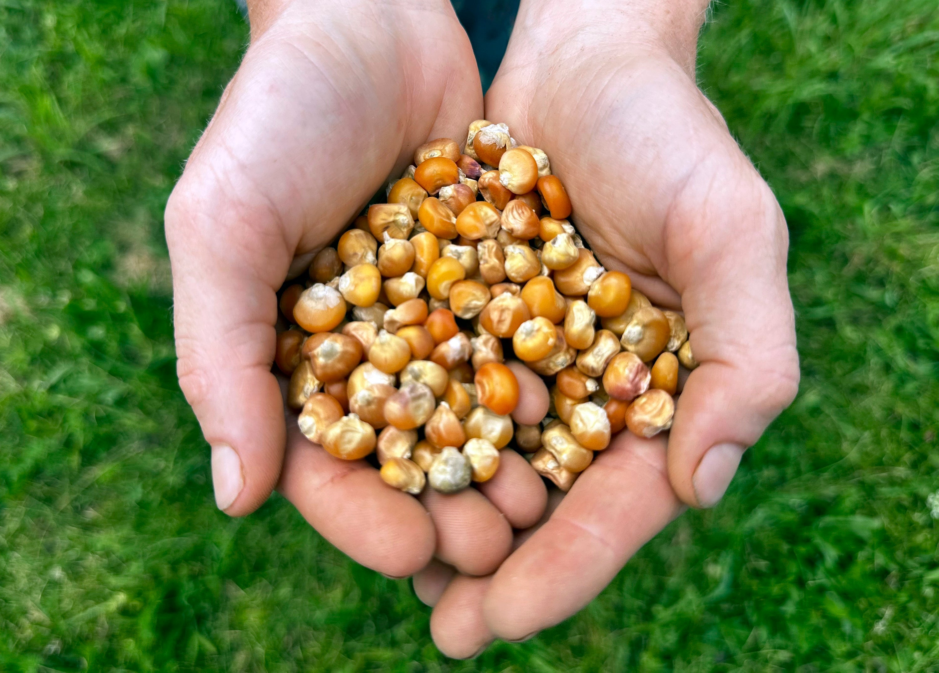 Gardening-A Seed Surprise