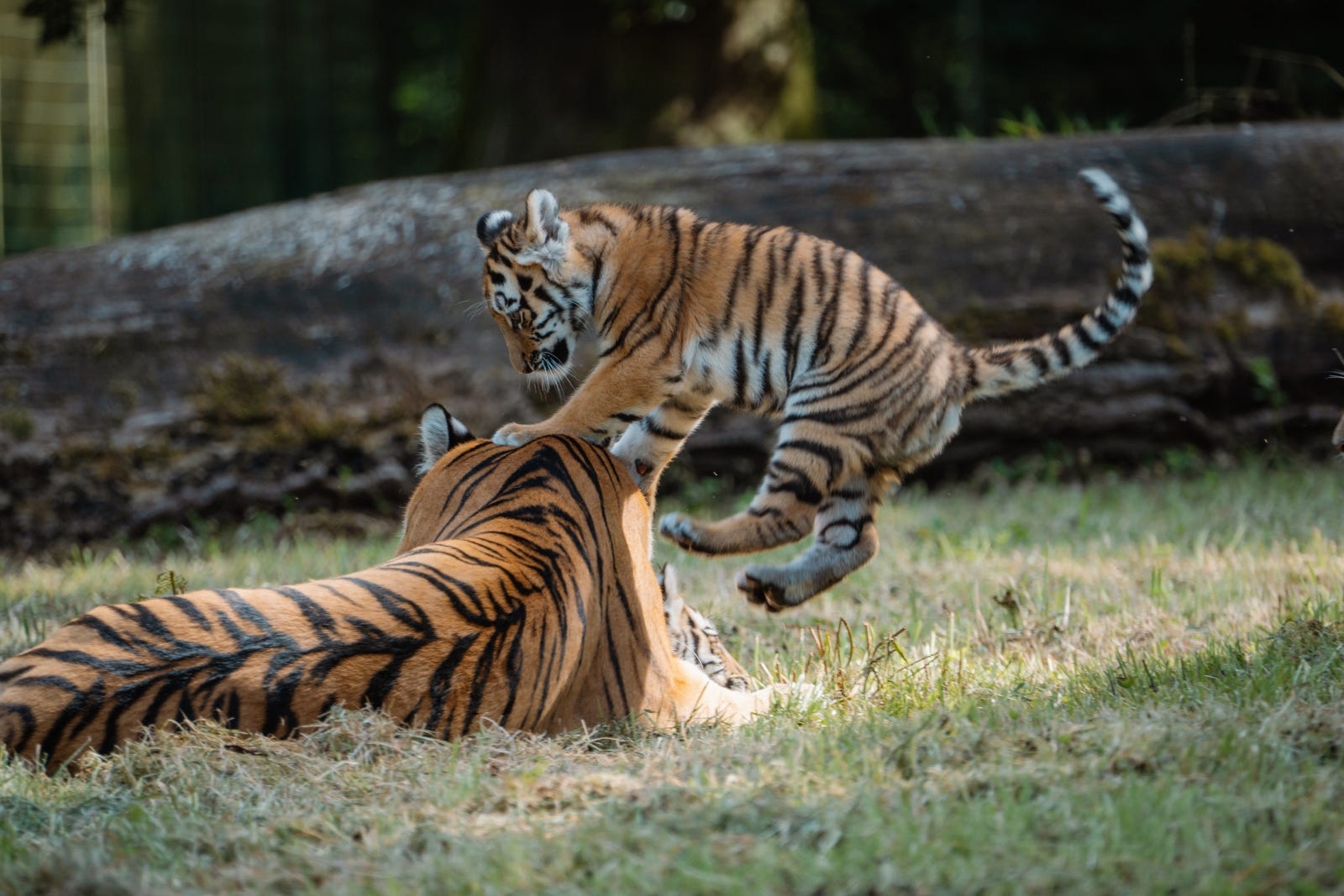 The four cubs were born in May (Longleat Safari and Adventure Park/PA)