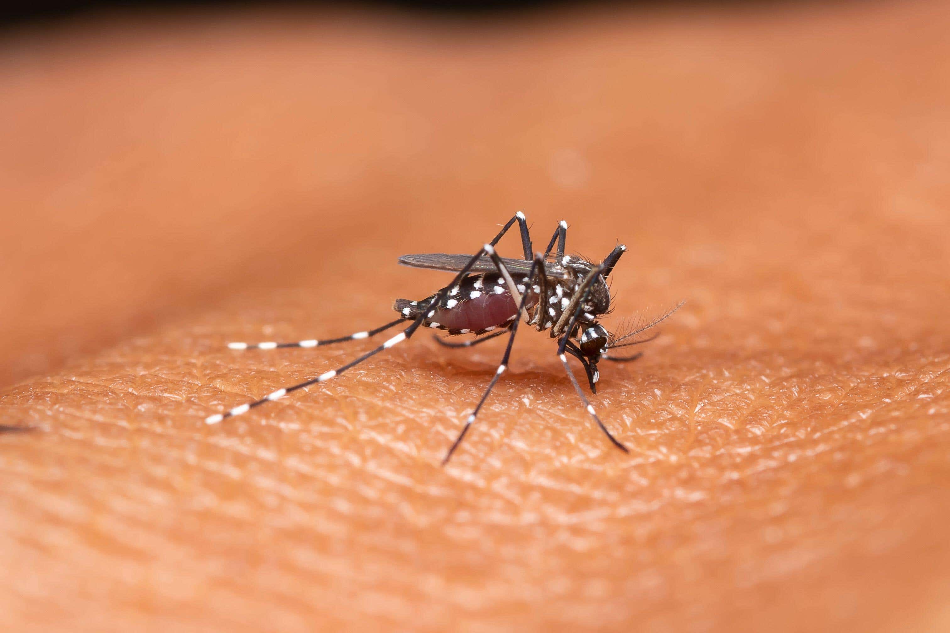 A female Anopheles mosquito engorged while feeding on human skin (Alamy/PA)