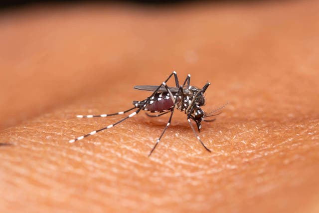 <p>A female Anopheles mosquito is engorged while feeding on human blood. Several Massachusetts communities are under voluntary curfew this monthfollowing the threat of  Eastern Equine Encephalitis virus in local mosquitoes. </p>