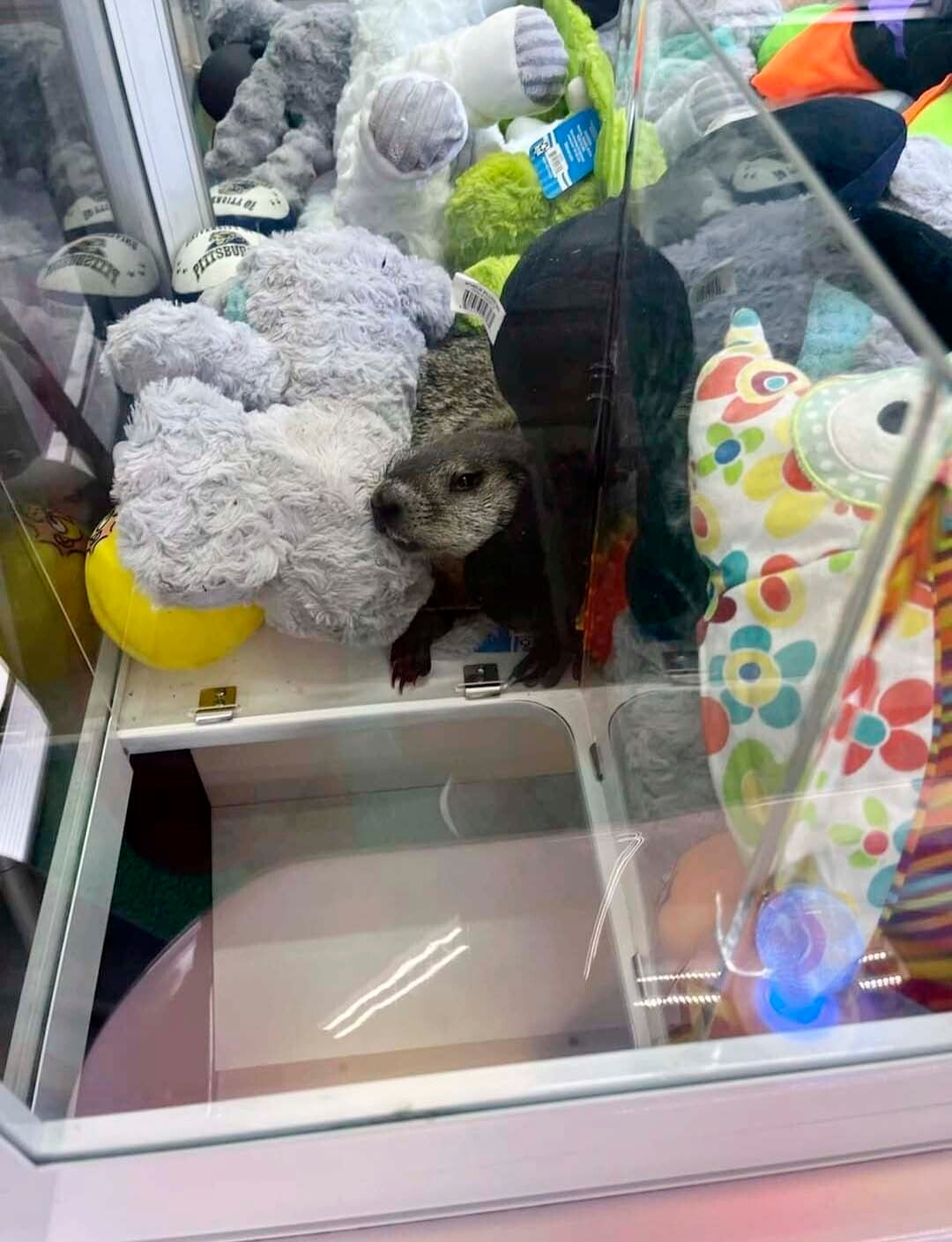 US stowaway Groundhog